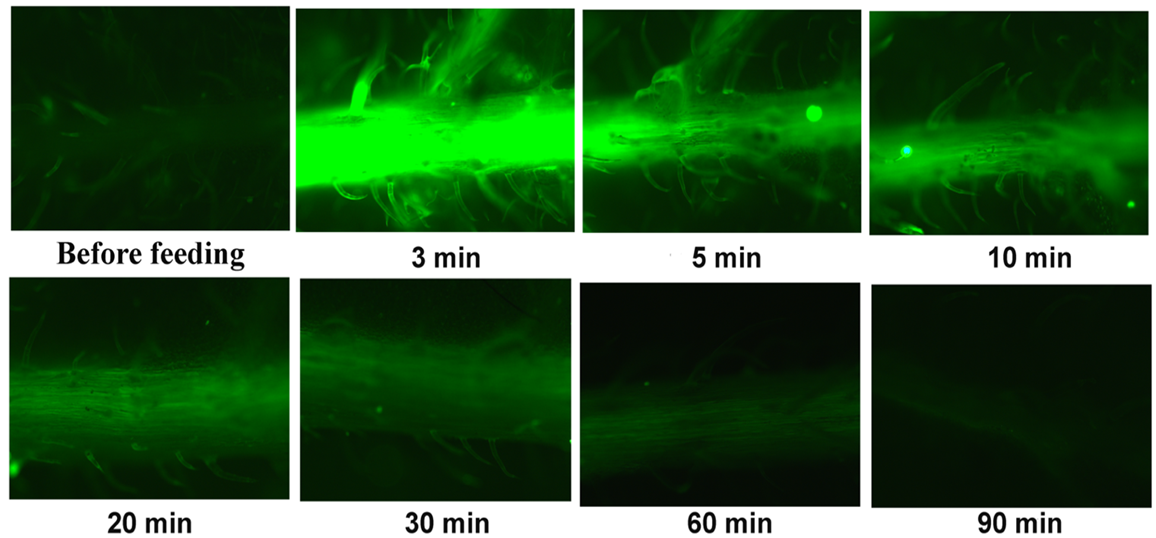 Insects 13 00409 g006