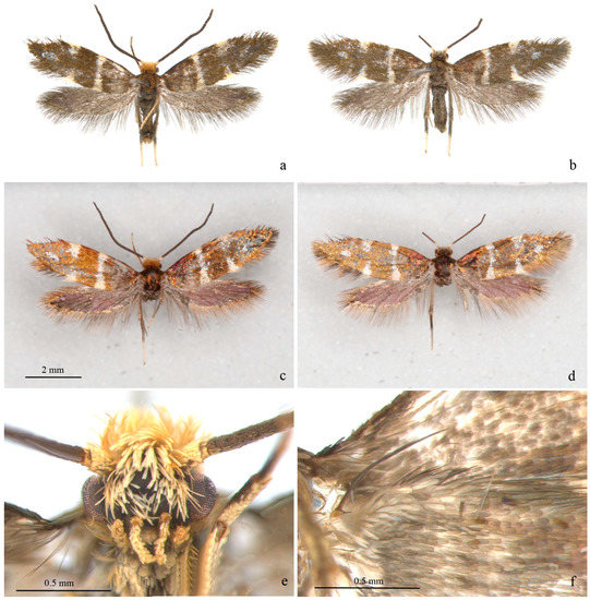 Insects | Free Full-Text | First Report of the Immature Stages of the ...