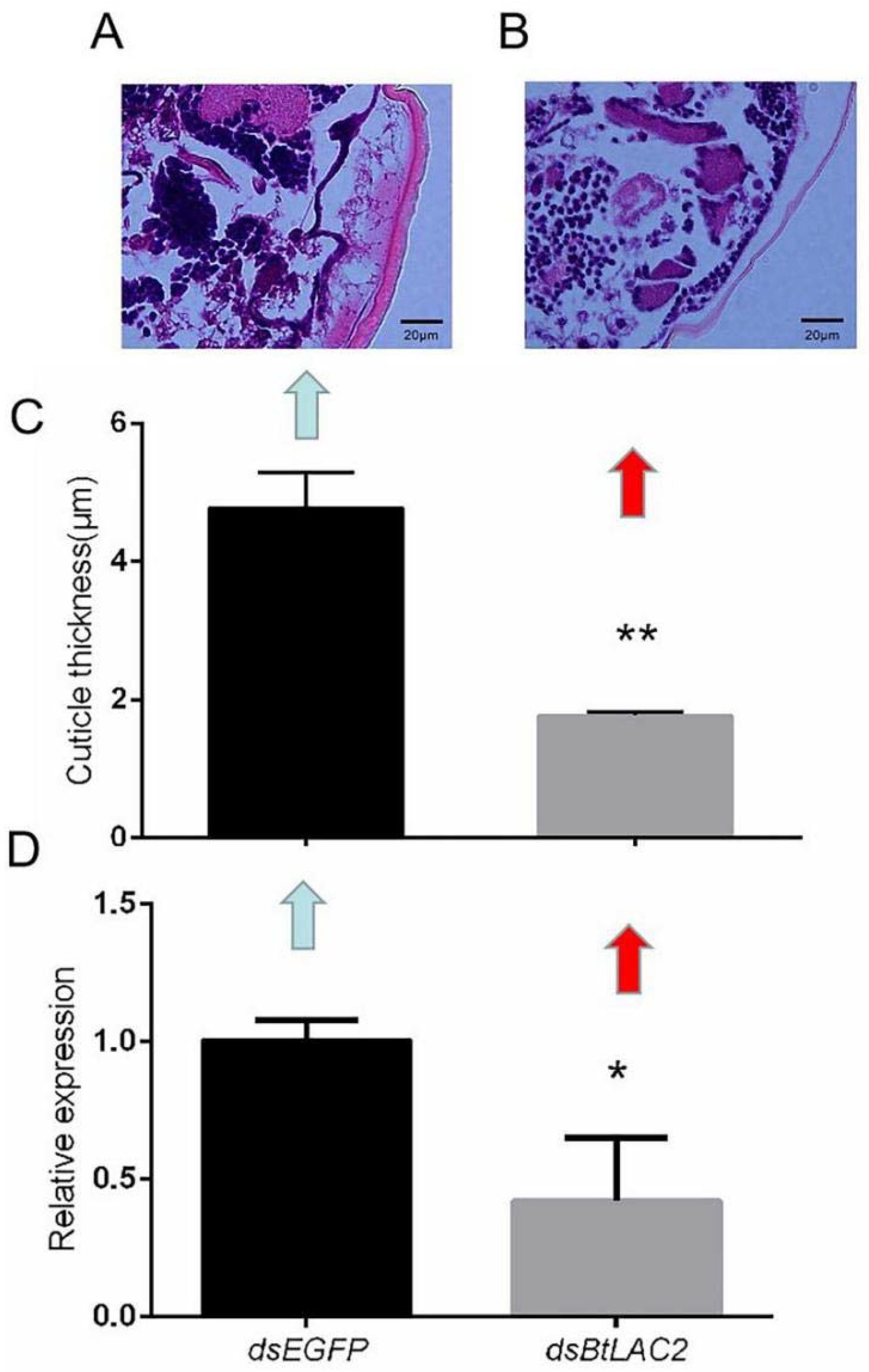 Insects 13 00471 g004