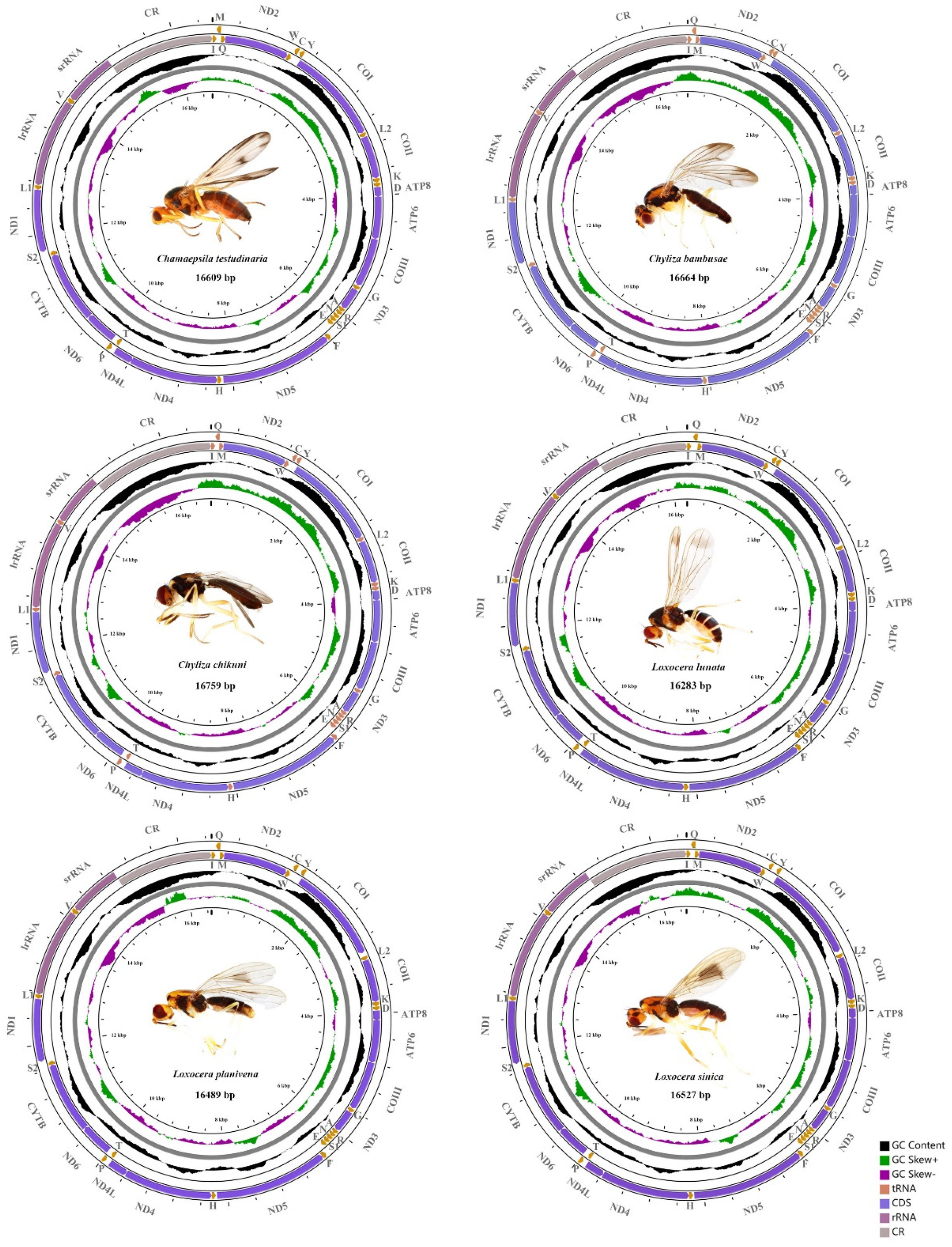 Insects 13 00518 g001