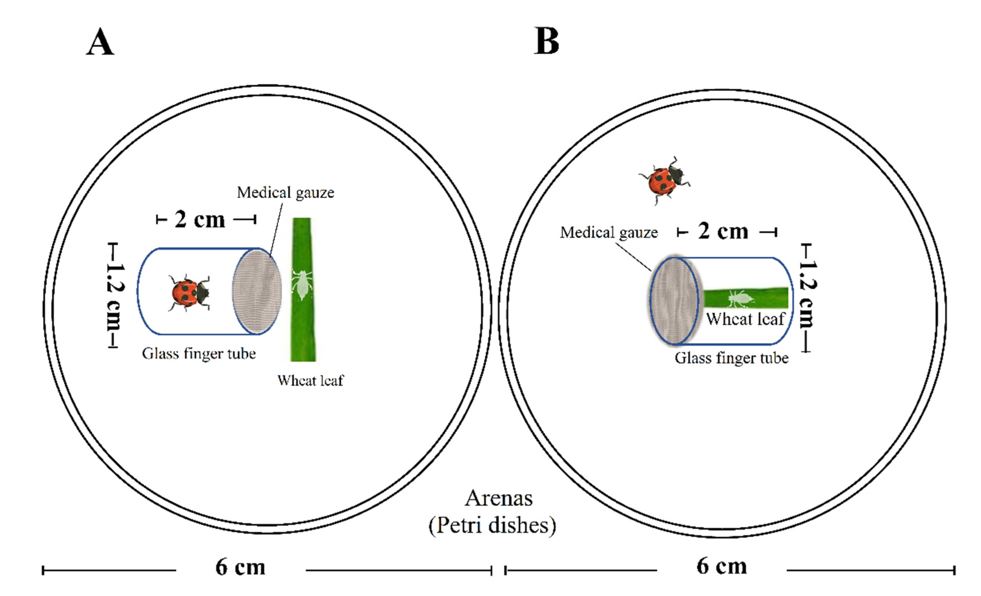 Insects 13 00524 g001