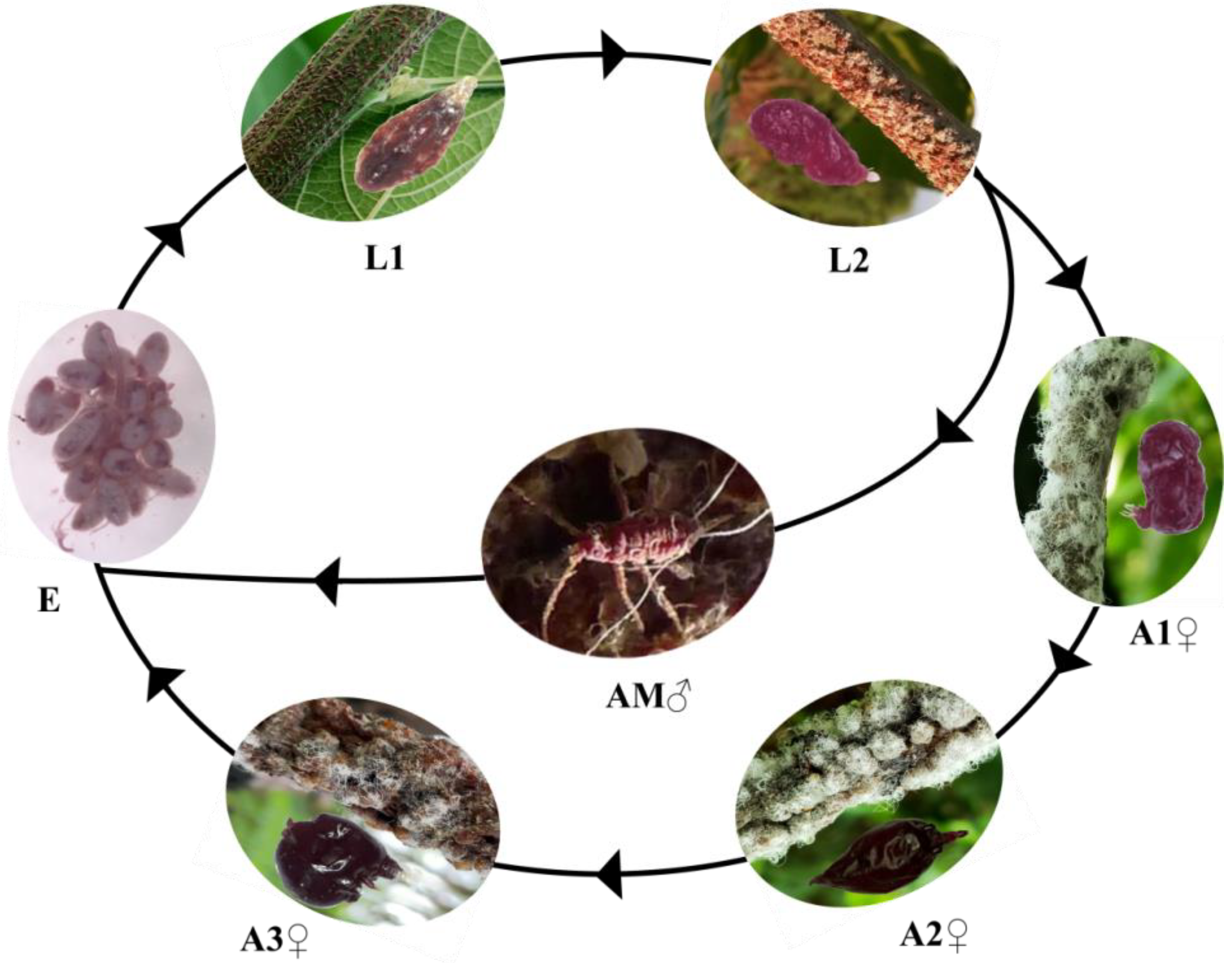 Insects | Free Full-Text | Characterization of Potential Molecular 