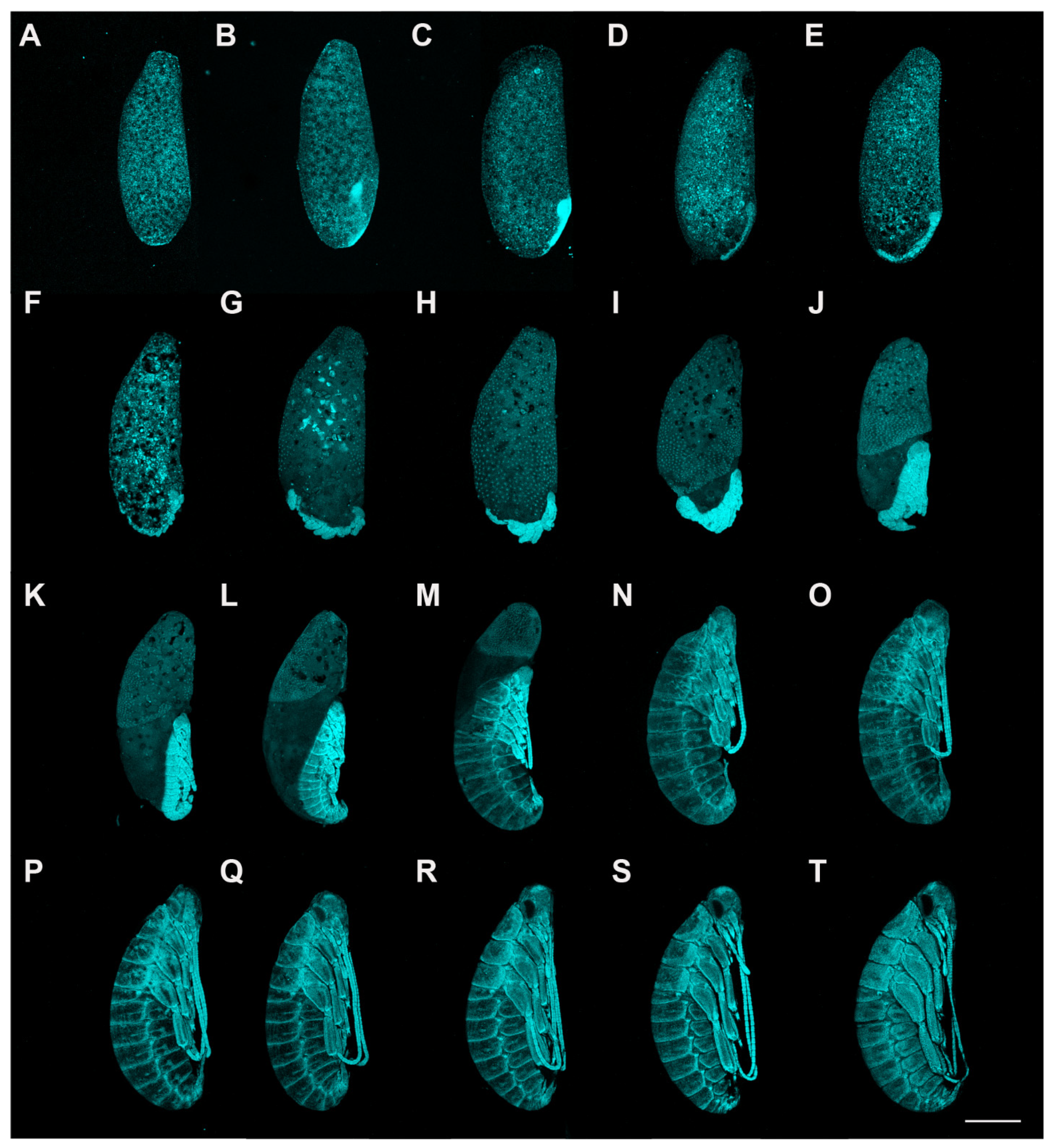 Insects 13 00551 g001 Insects 13 00551 g001