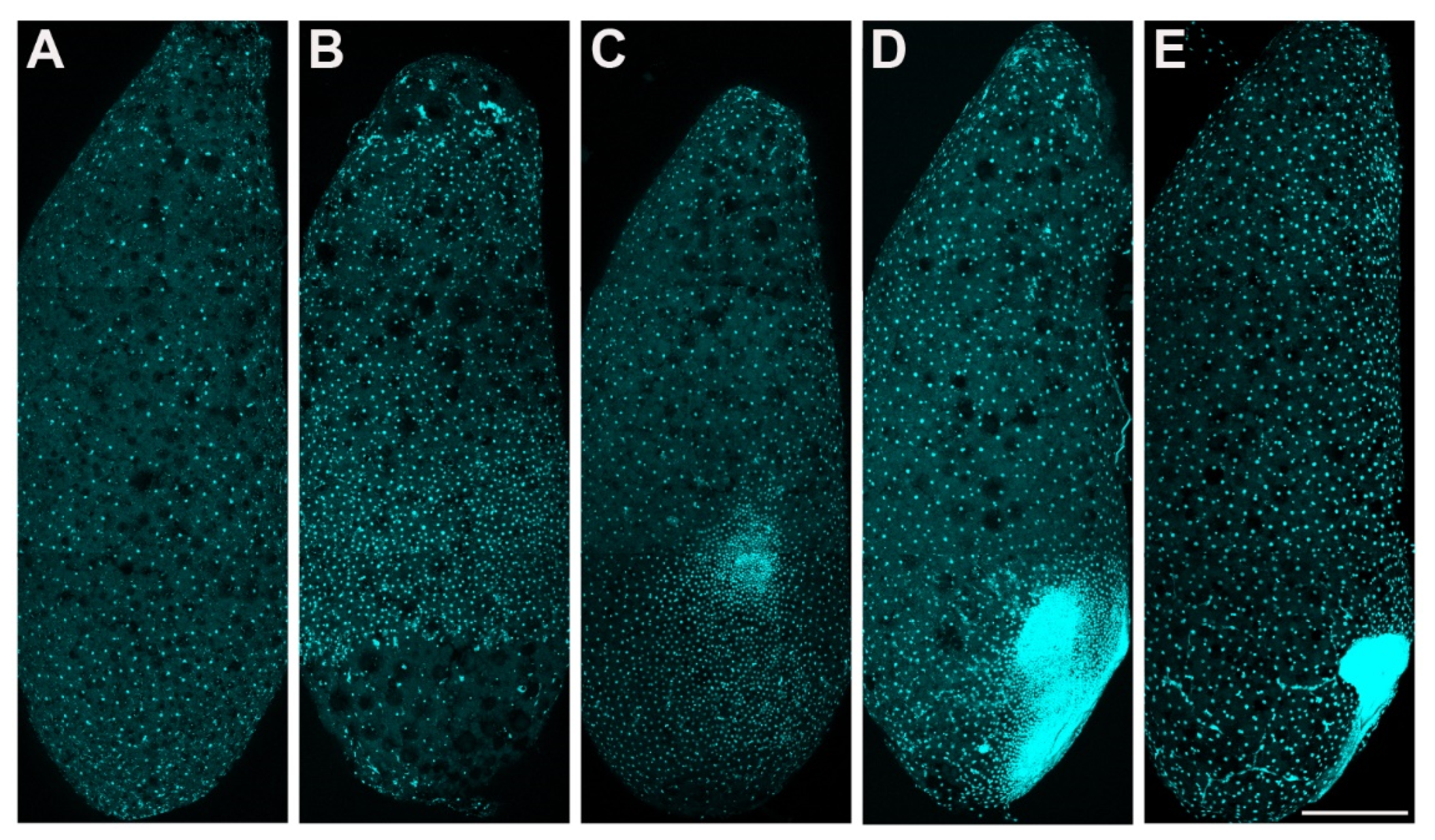 Insects 13 00551 g002 Insects 13 00551 g002