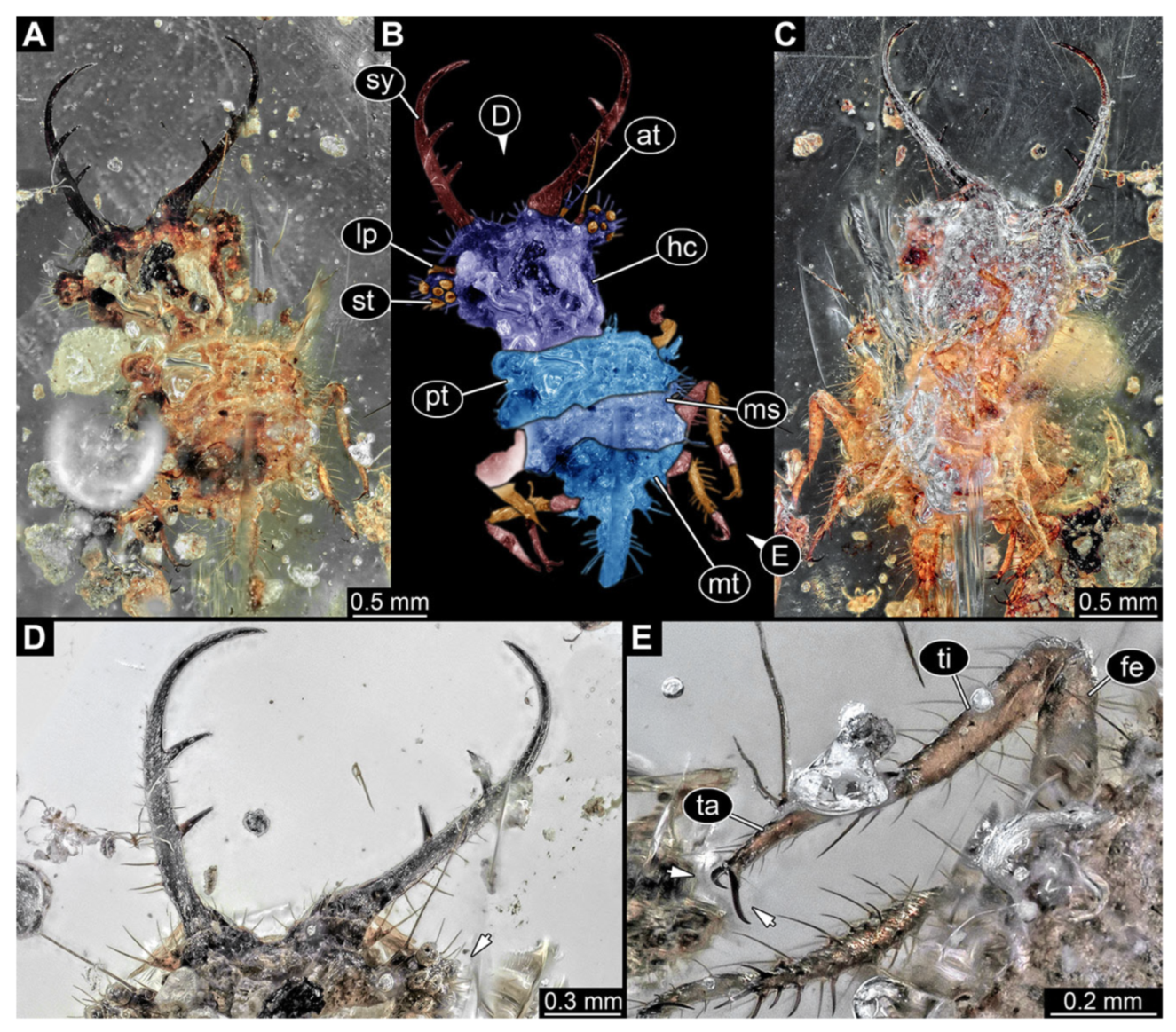 Insects | Free Full-Text | The Morphological Diversity of Antlion Larvae  and Their Closest Relatives over 100 Million Years | HTML