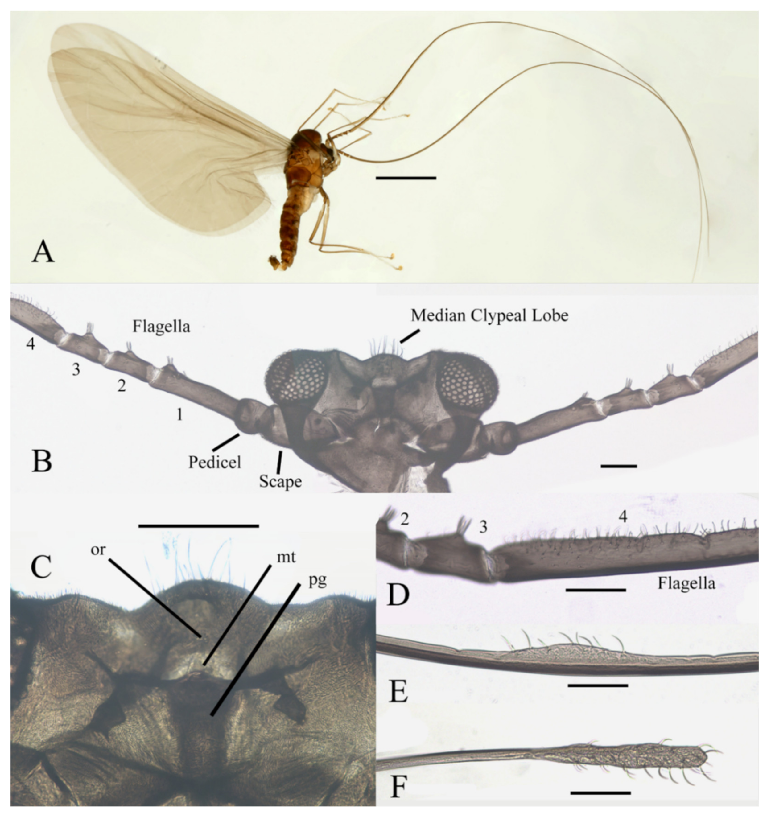 Insects | Free Full-Text | Descriptions and Barcoding of Five New Chinese  Deuterophlebia Species Revealing This Genus in Both Holarctic and Oriental  Realms (Diptera: Deuterophlebiidae)