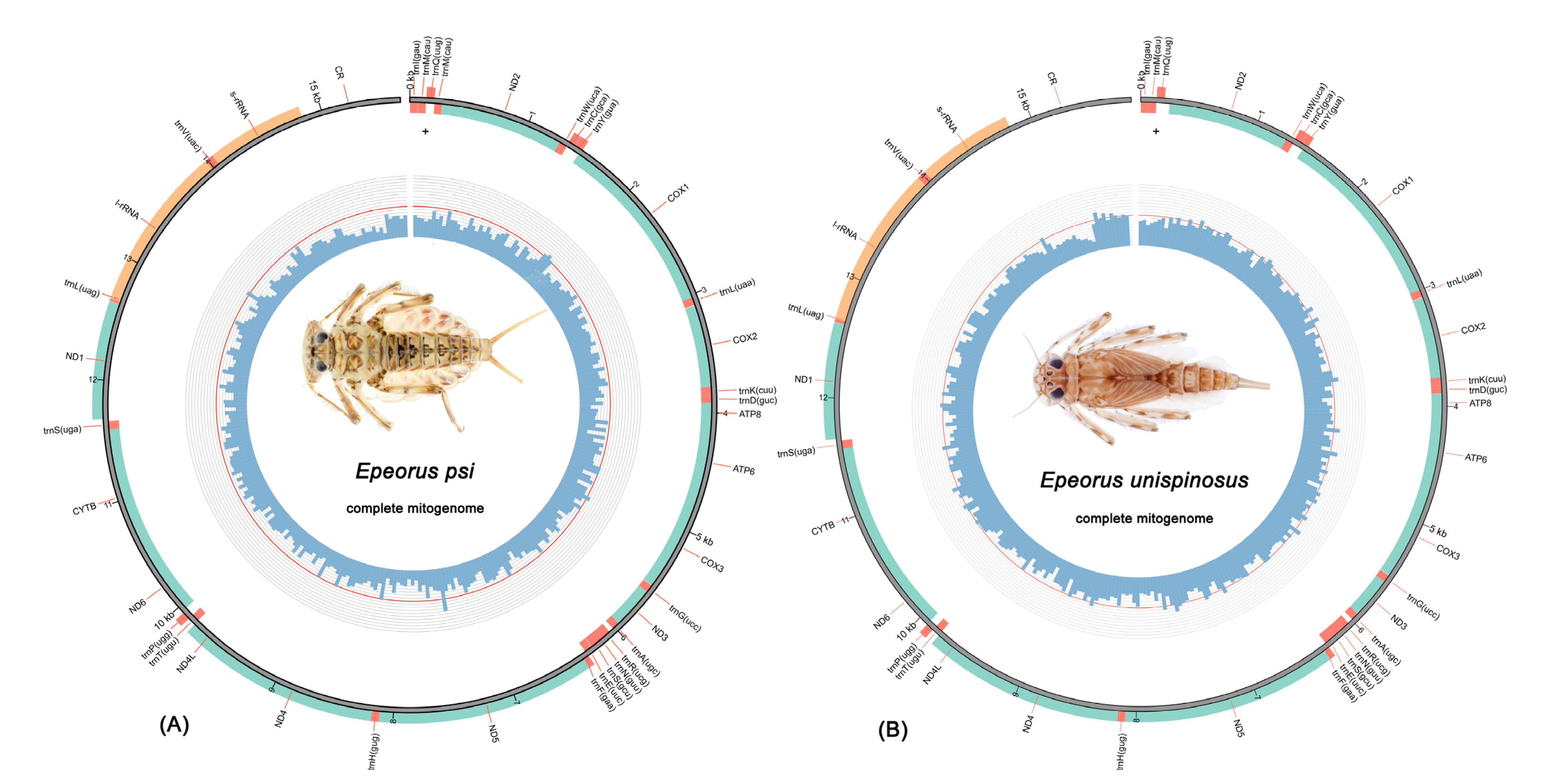 Insects 13 00599 g001