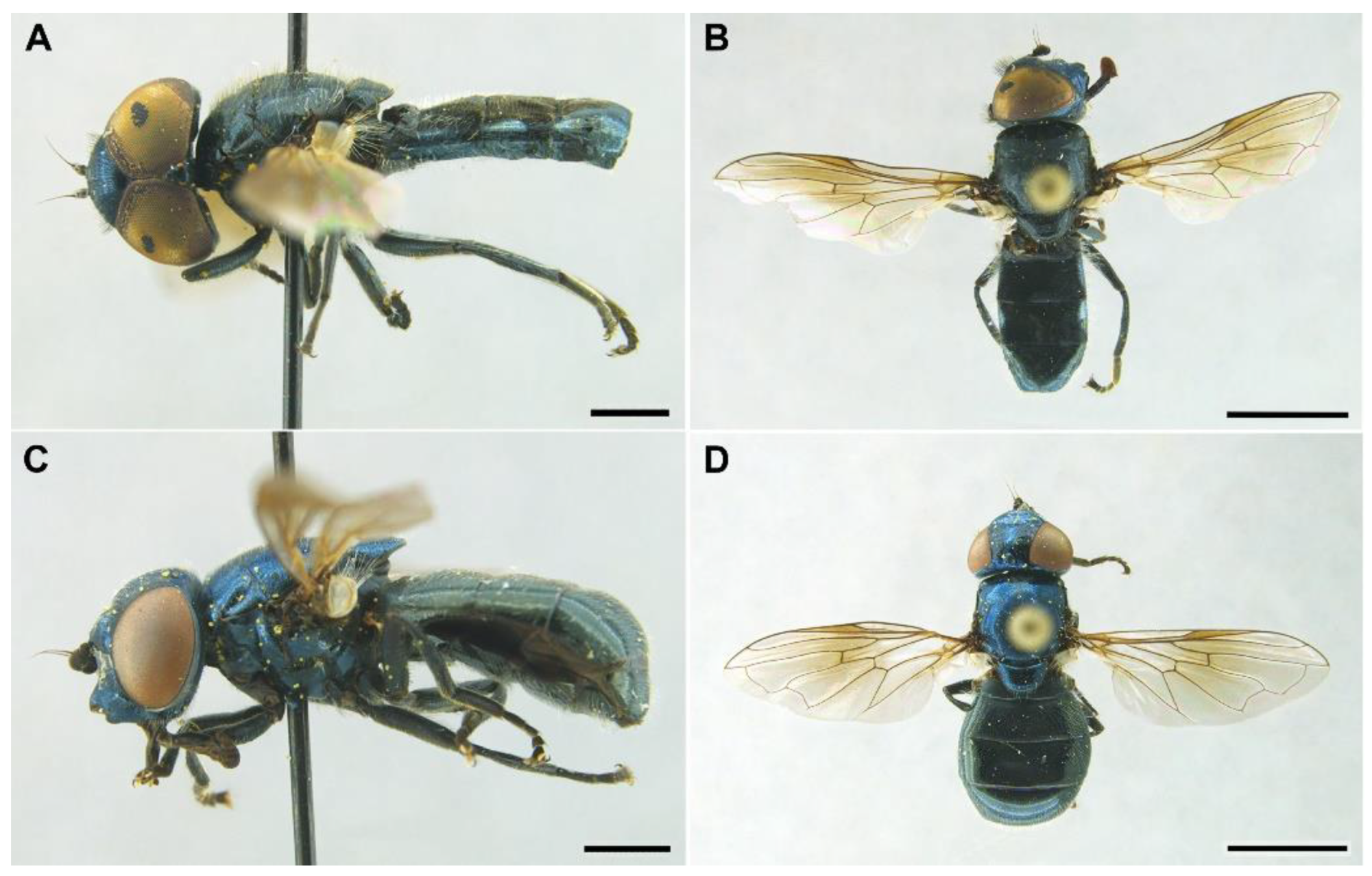 Insects | Free Full-Text | Assessing the Diversity and Systematics of  Brachyopini Hoverflies (Diptera: Syrphidae) in the Iberian Peninsula,  Including the Descriptions of Two New Species