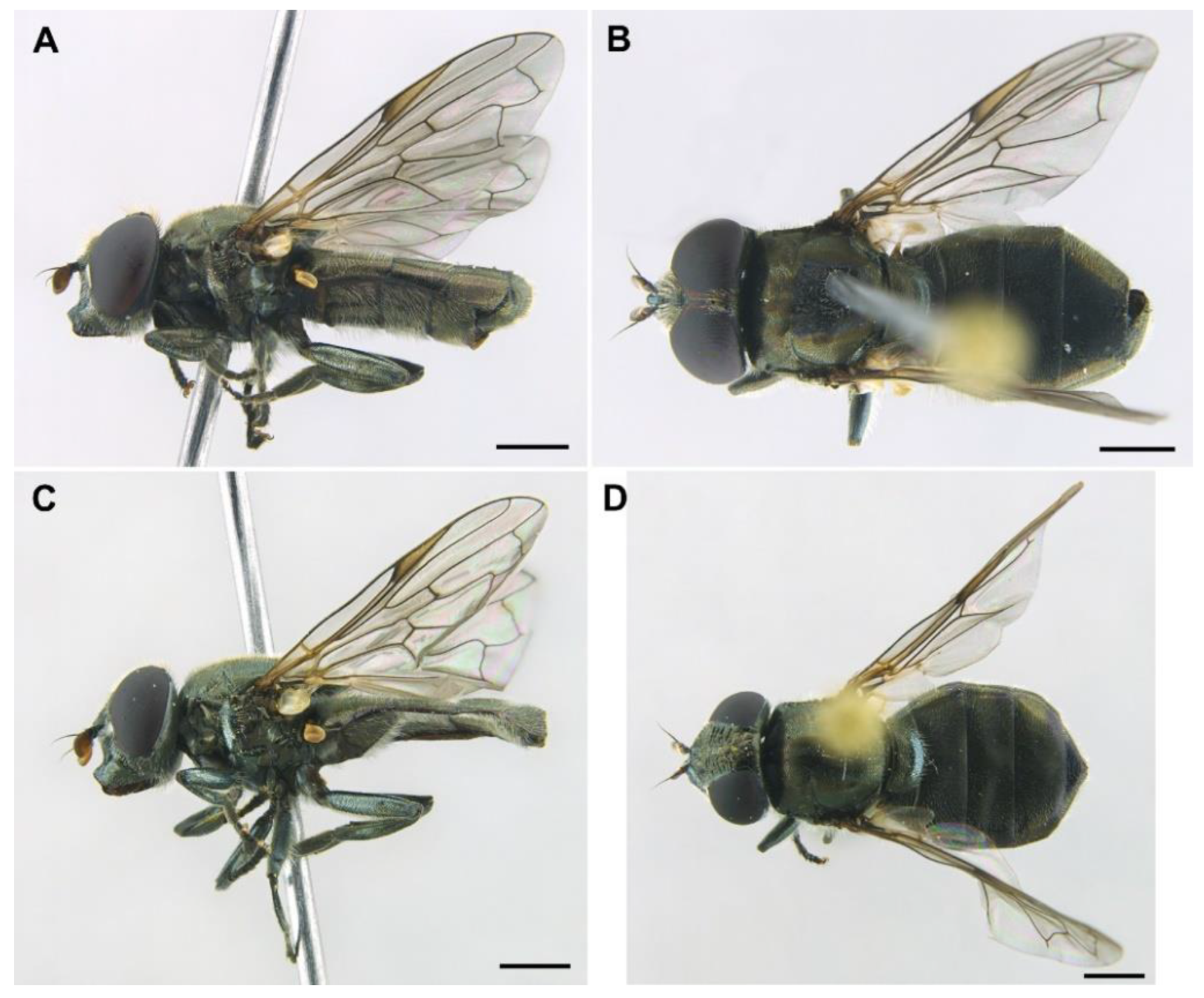 PDF) The fauna of hoverflies (Diptera: Syrphidae) of Vojvodina