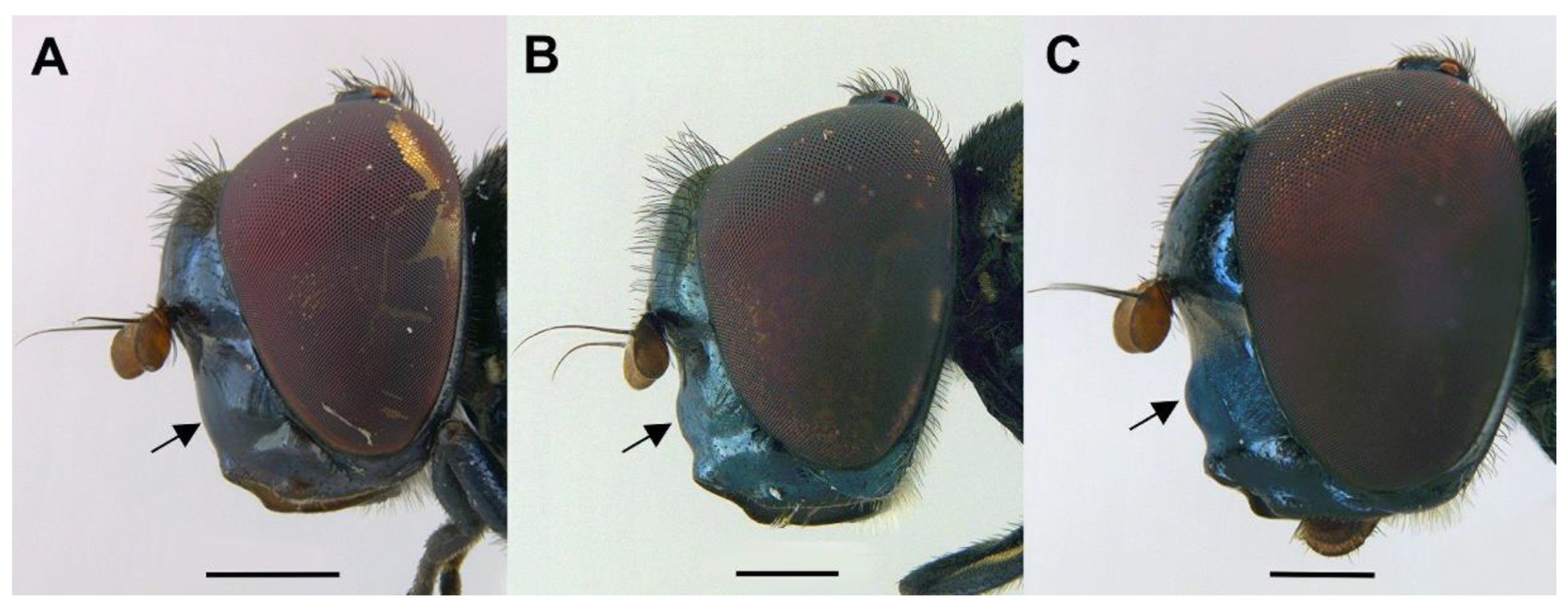 PDF) The fauna of hoverflies (Diptera: Syrphidae) of Vojvodina