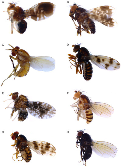 Frit fly, Description, Cereal Grains, Diseases, & Facts