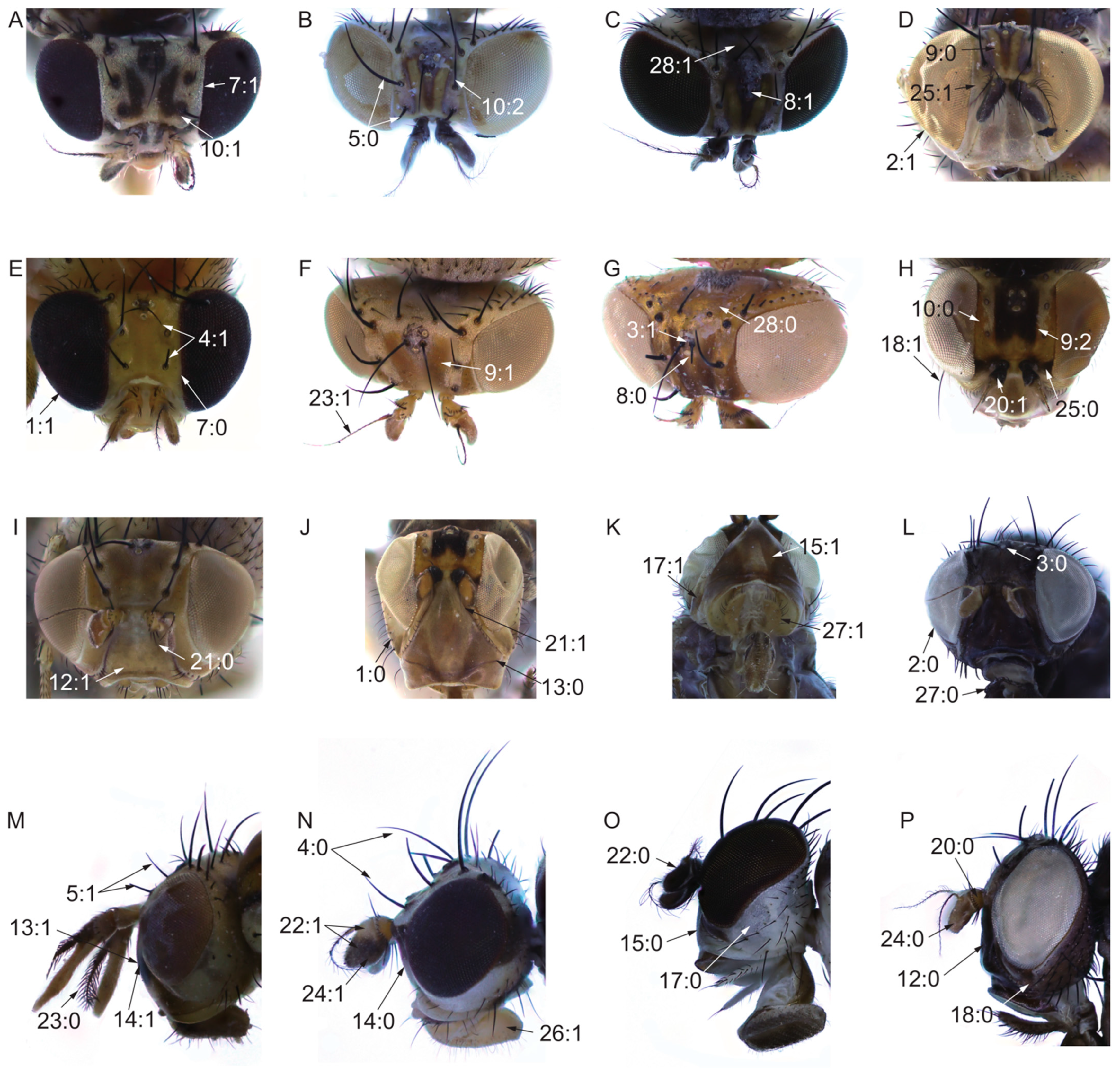 Insects 13 00665 g002 Insects 13 00665 g002