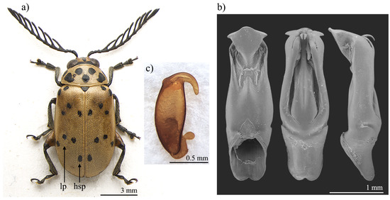 Insects | Free Full-Text | Taxonomy, Habitat Preference, and Niche Overlap  of Two Arrow-Poison Flea Beetle Species of the Genus Polyclada in  Sub-Saharan Africa (Coleoptera, Chrysomelidae) | HTML