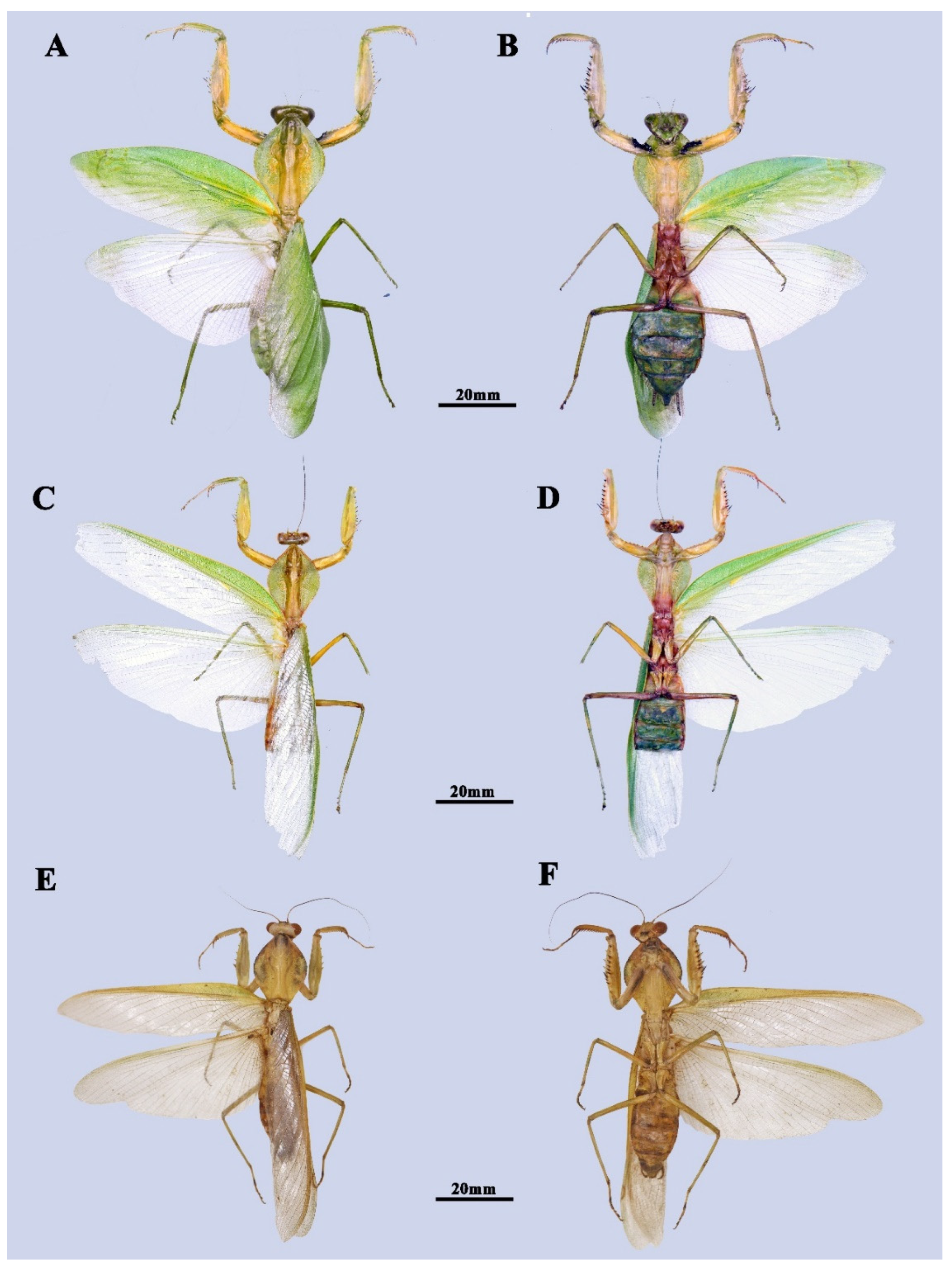 Insects 13 00715 g004 Insects 13 00715 g004