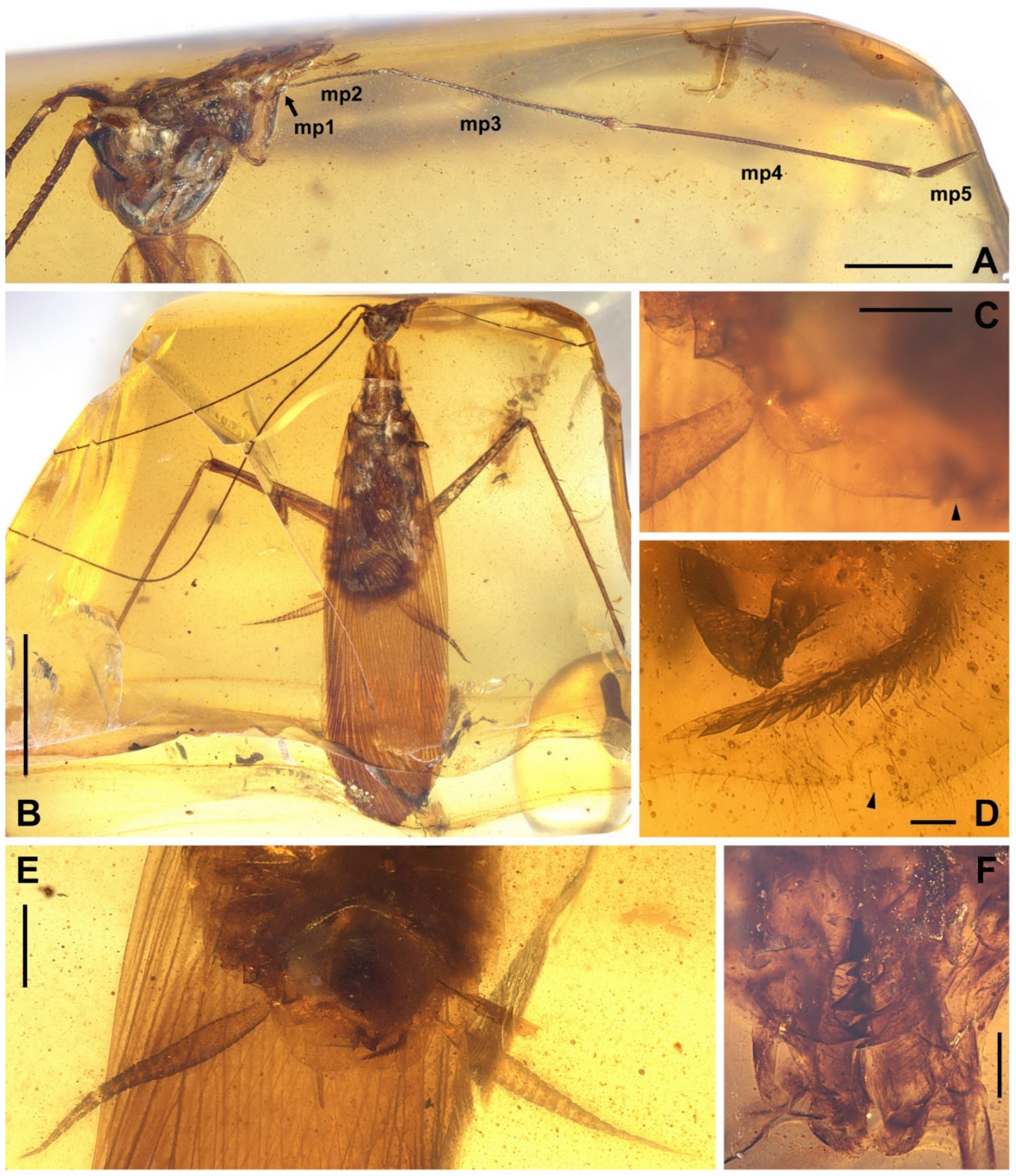 Insects | Free Full-Text | Predators or Herbivores: Cockroaches of  Manipulatoridae Revisited with a New Genus from Cretaceous Myanmar Amber  (Dictyoptera: Blattaria: Corydioidea)