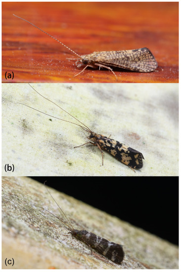 Insects | Free Full-Text | Comparative Mitogenomic Analyses of ...