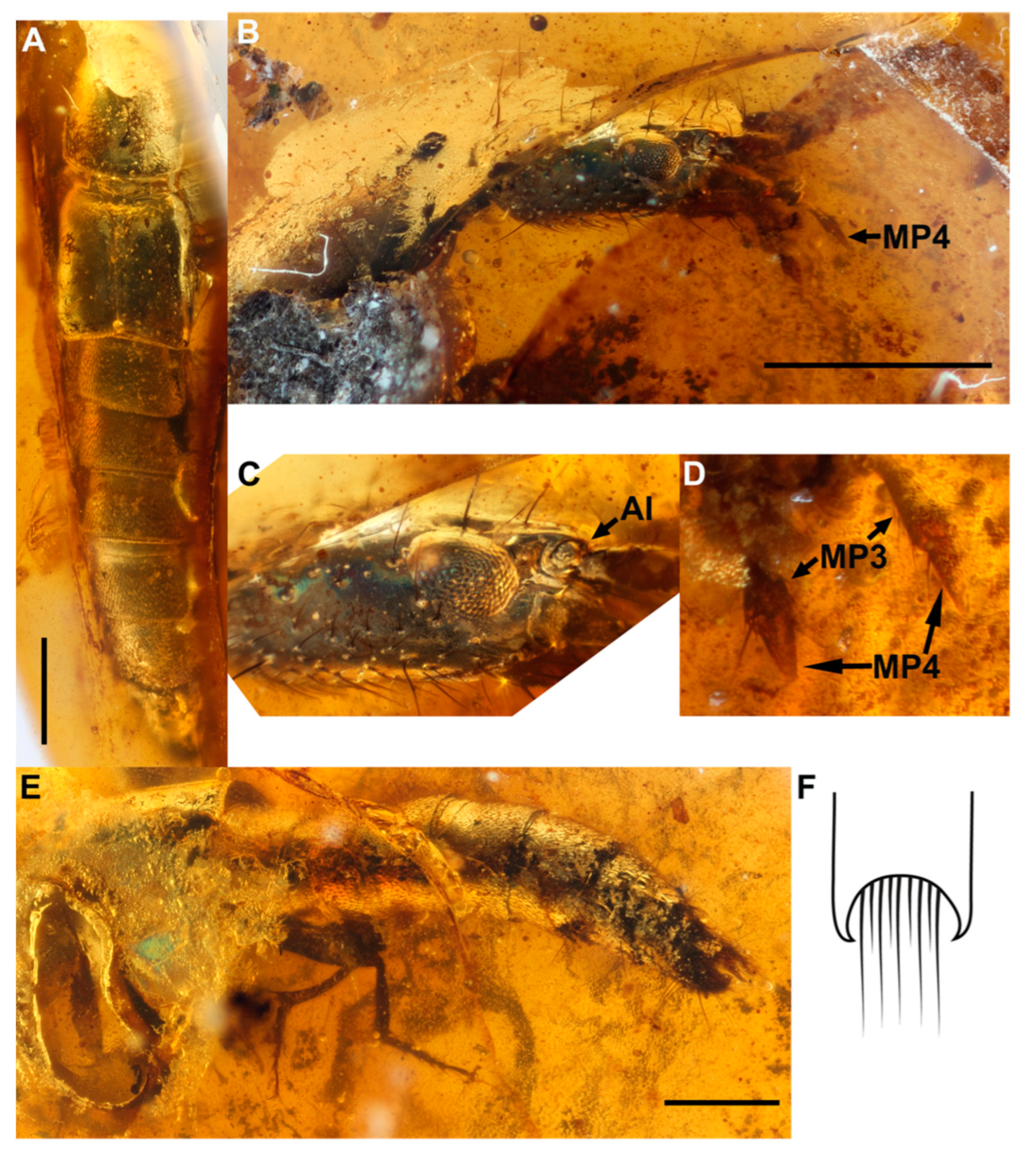 Insects 13 00767 g002