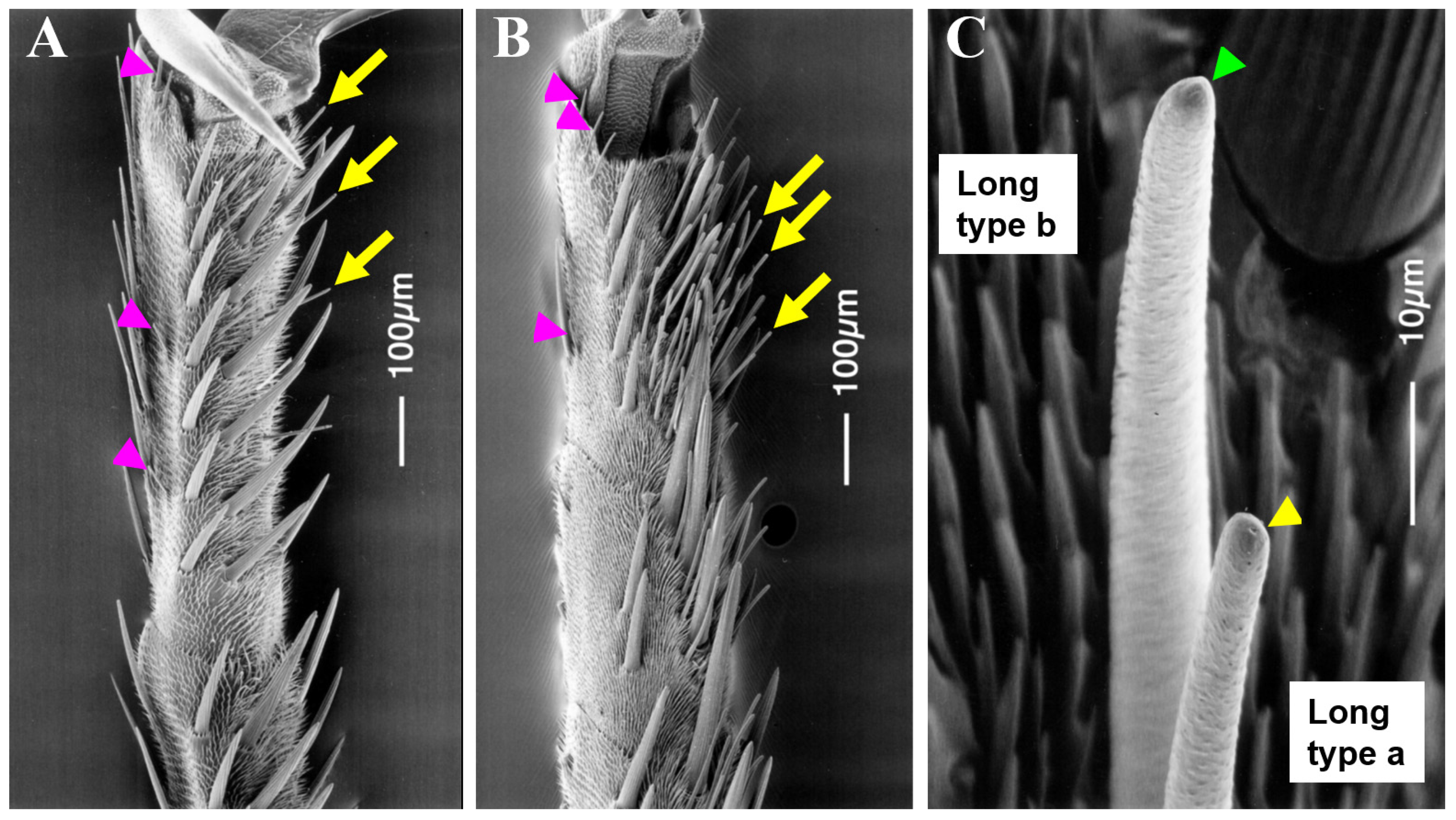 Insects 13 00802 g001