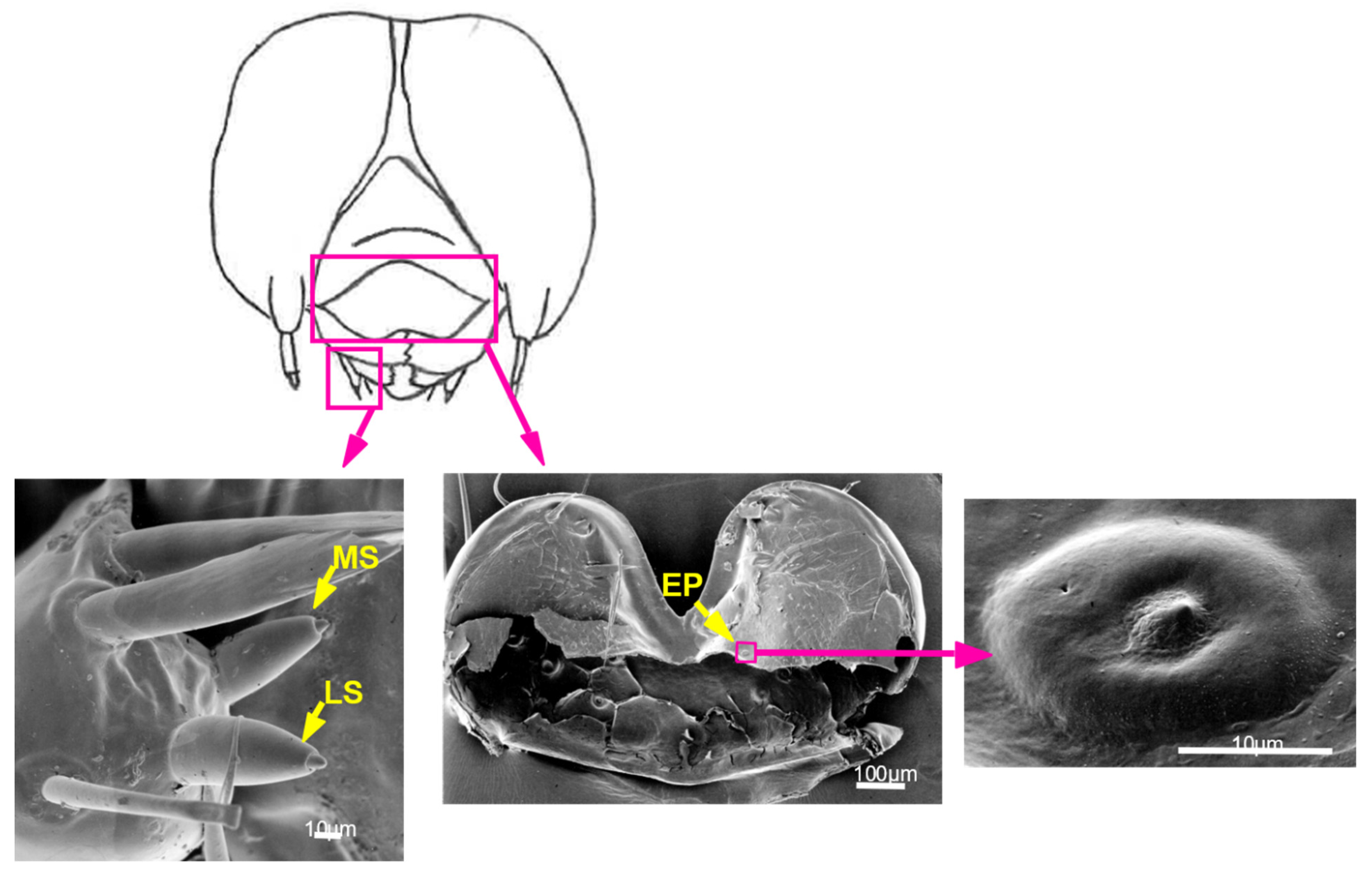 Insects 13 00802 g006