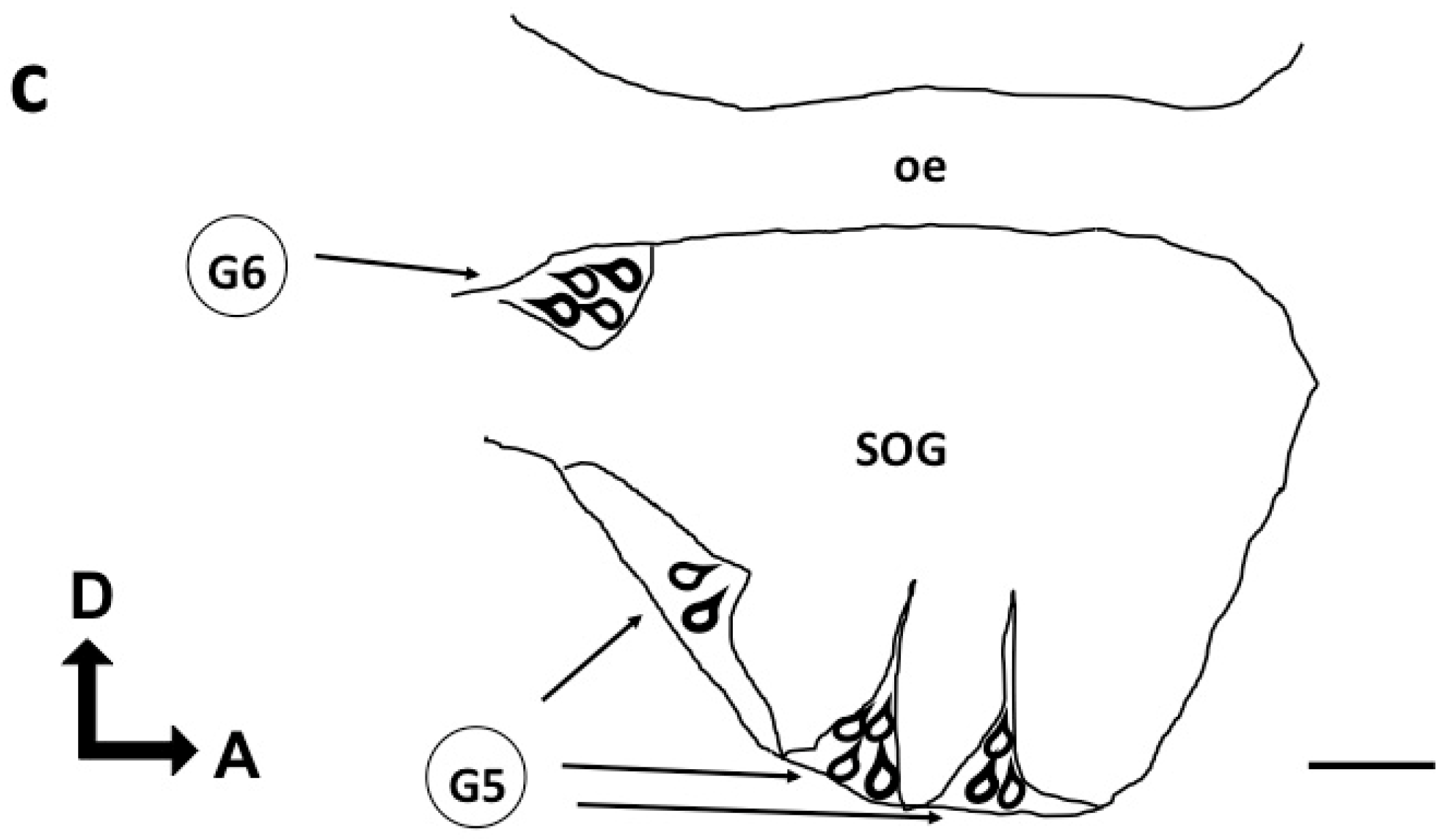 Insects 13 00806 g001b