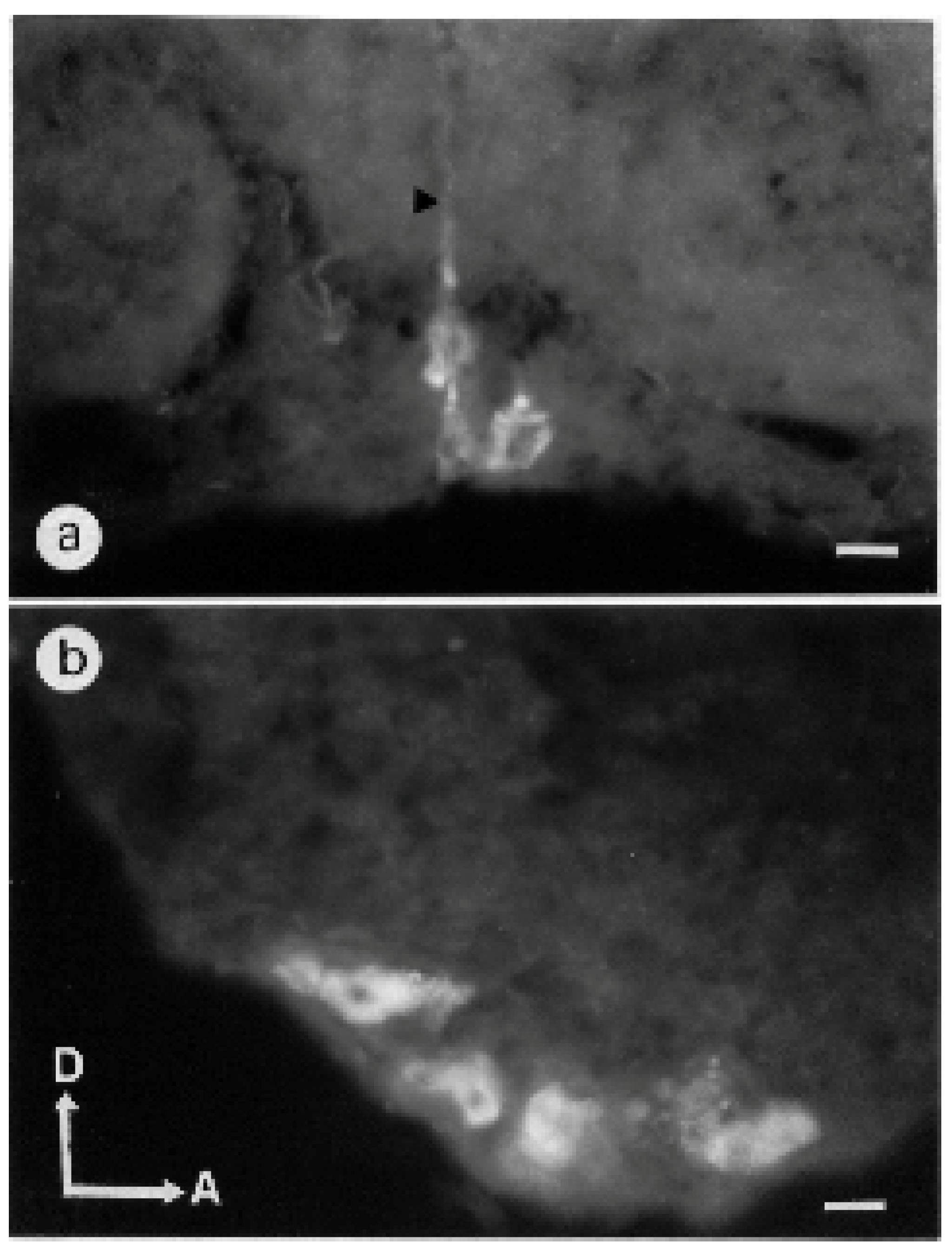 Insects 13 00806 g006
