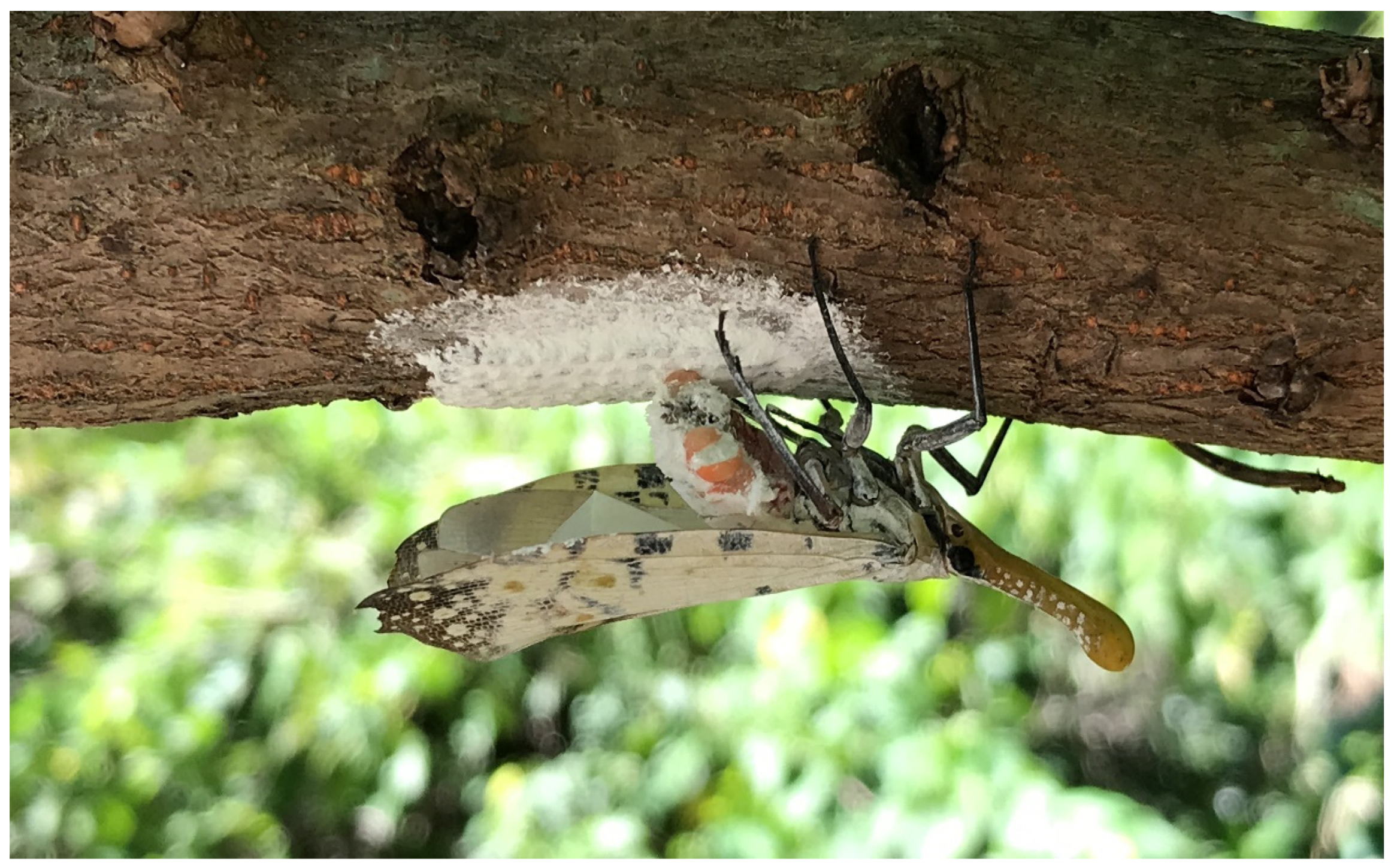 Performance and host association of spotted lanternfly (Lycorma delicatula)  among common woody ornamentals