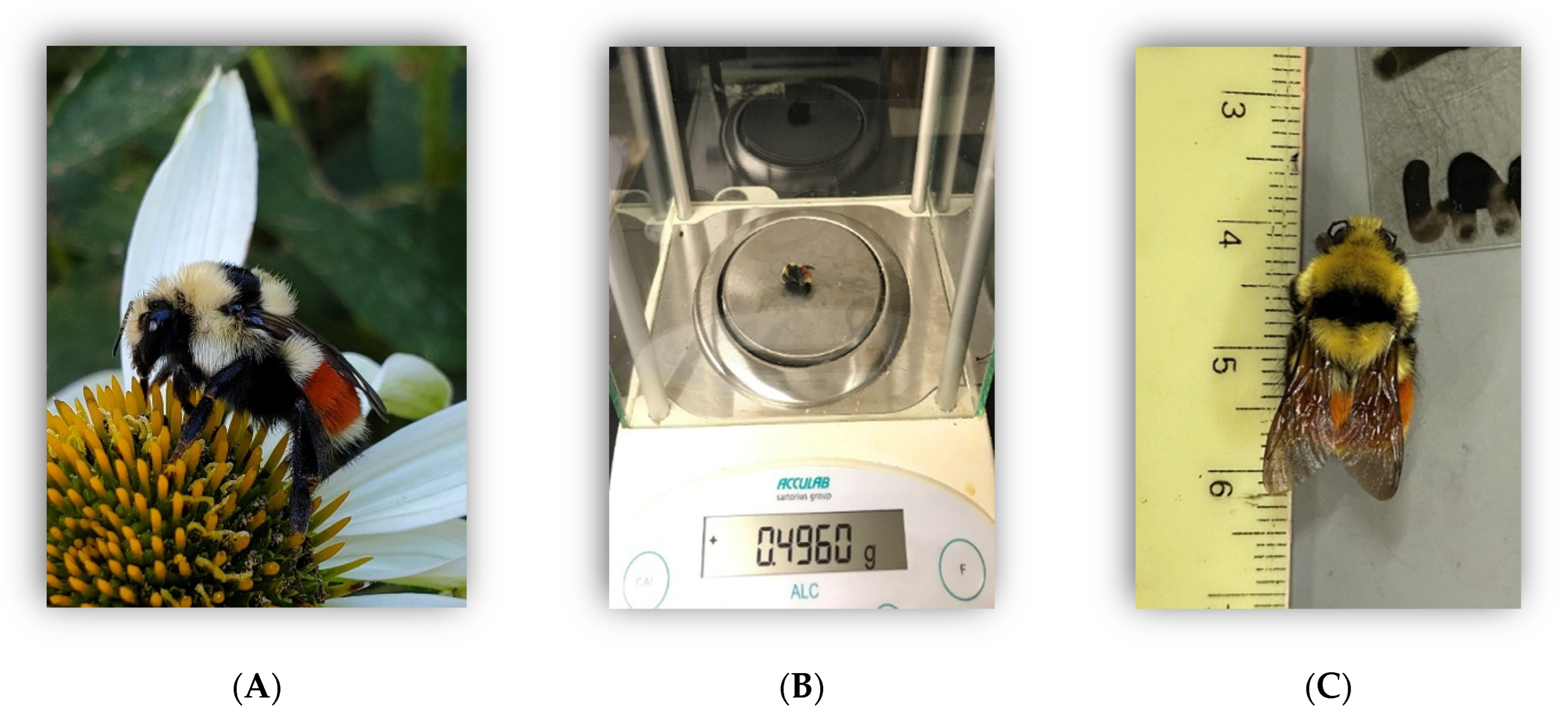 Insects 13 00870 g0a1 Insects 13 00870 g0a1
