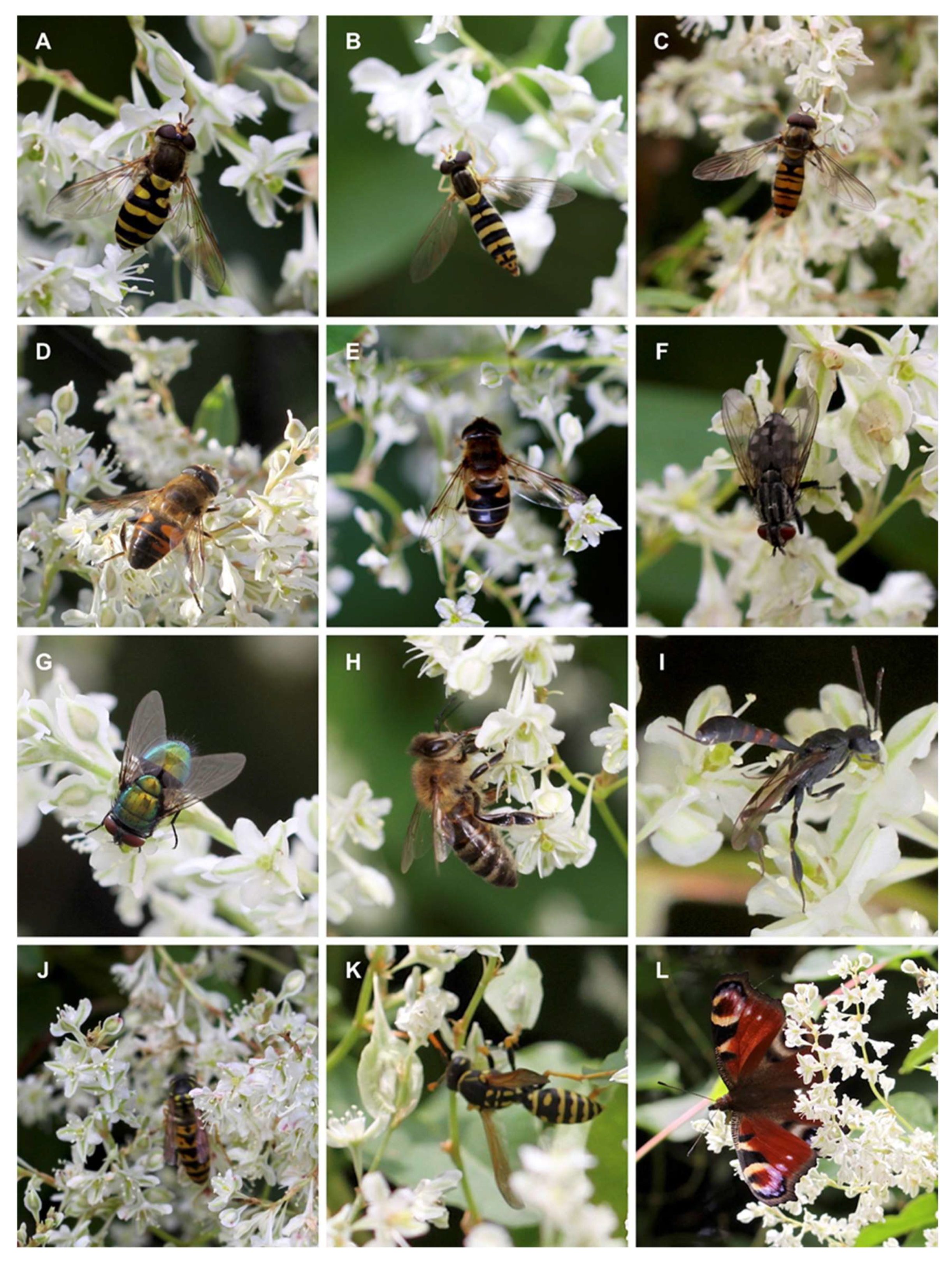 Insects | Free Full-Text | Floral Volatile Organic Compounds and a List of  Pollinators of Fallopia baldschuanica (Polygonaceae)