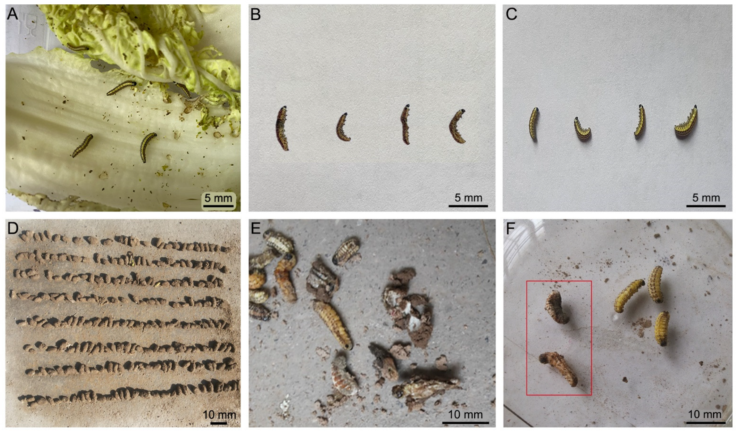 Insects 13 00909 g001