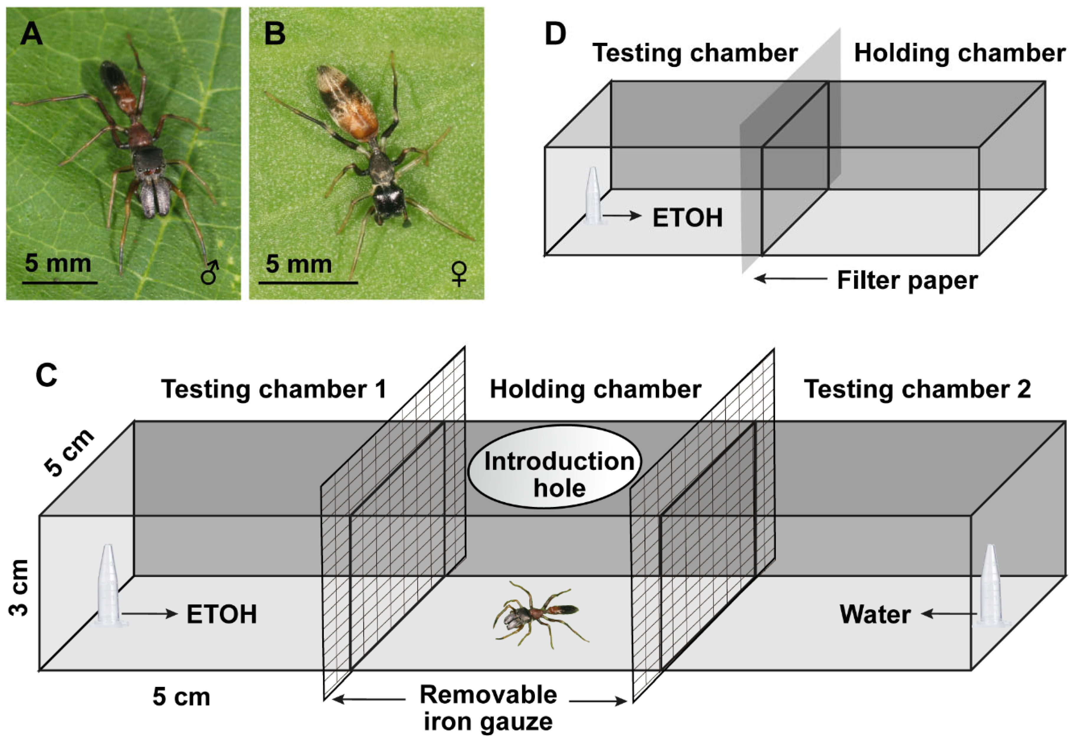 Insects | Free Full-Text | An Ant-Mimicking Jumping Spider Achieves Higher  Predation Probability with Lower Success Rate When Exposed to Ethanol