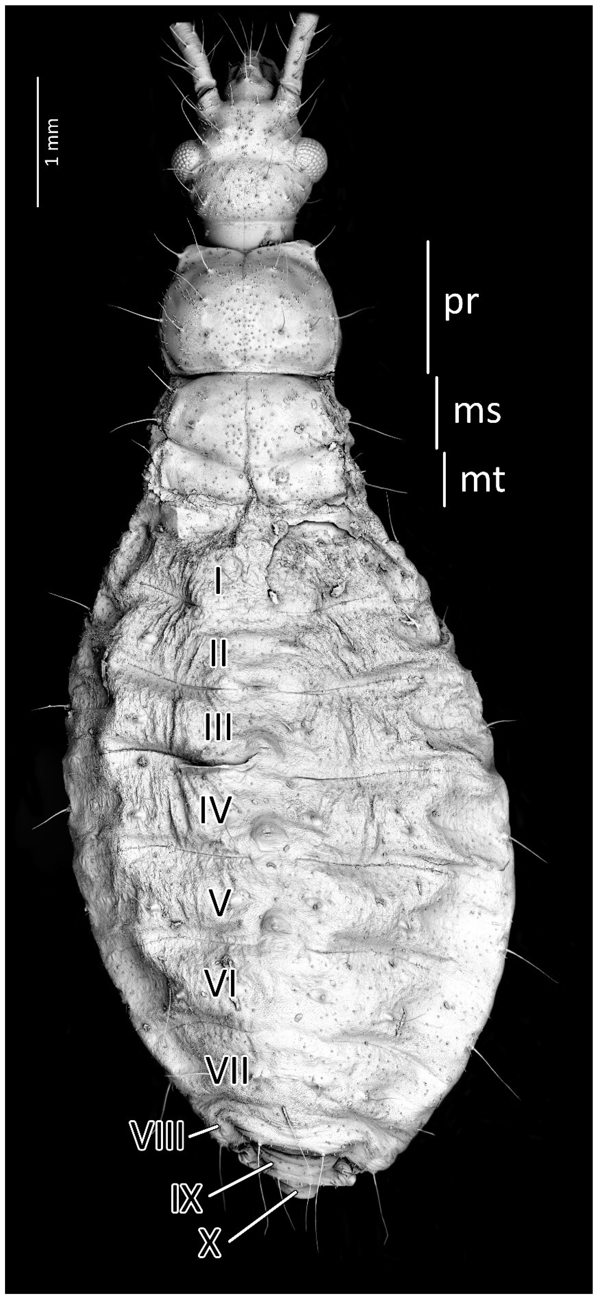 Insects 13 01014 g004 Insects 13 01014 g004