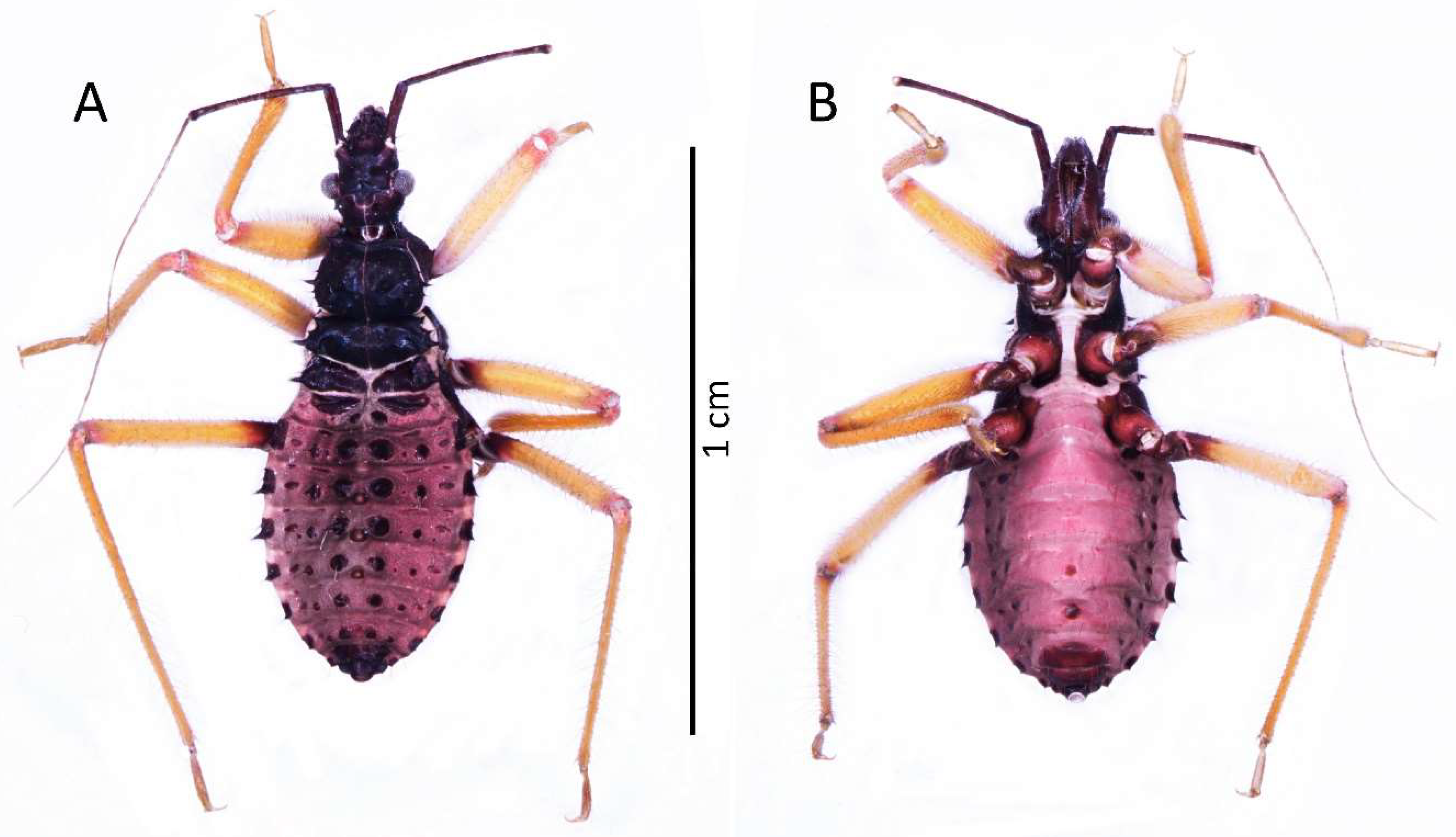 Insects 13 01014 g007 Insects 13 01014 g007