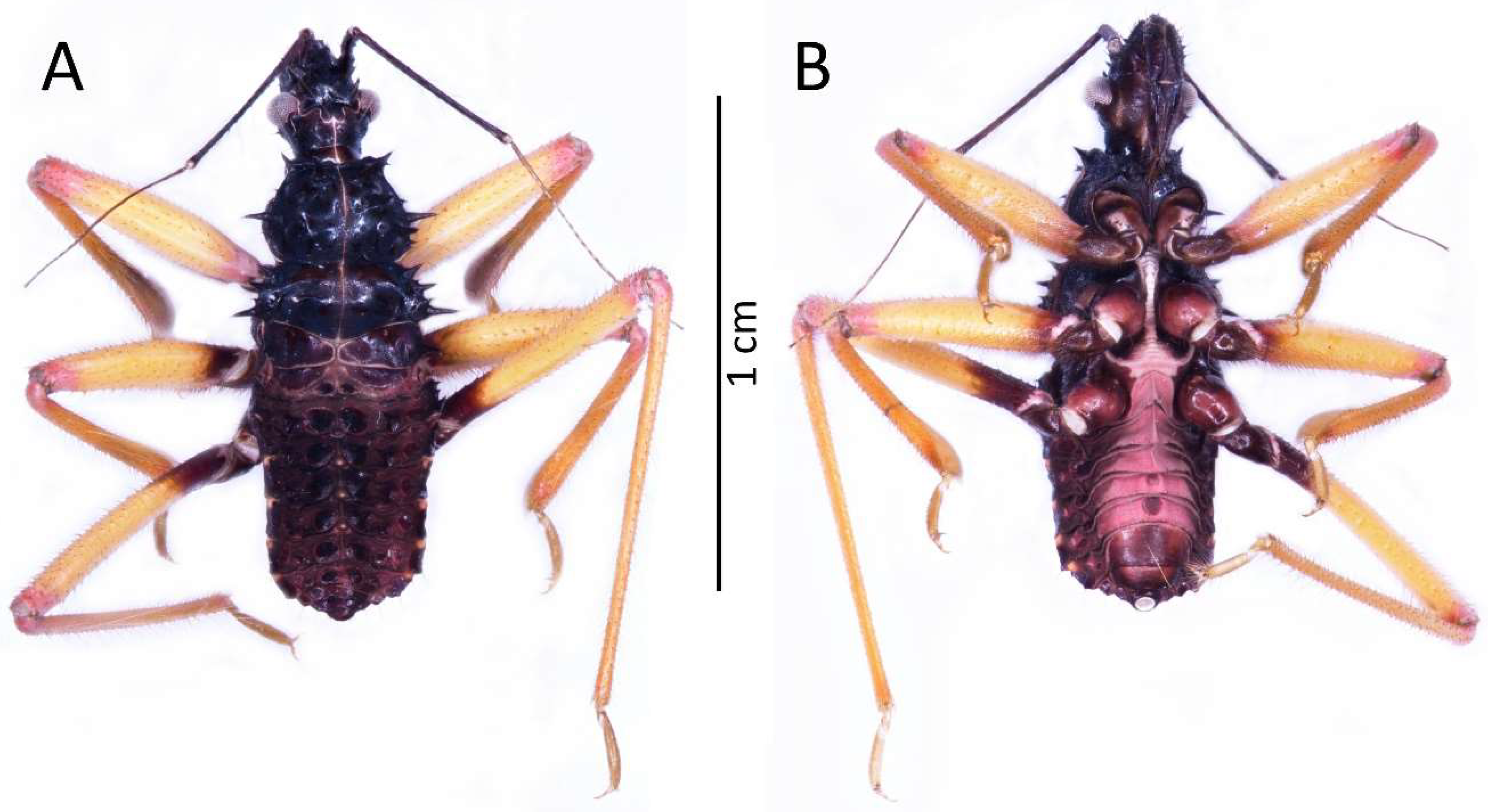 Insects 13 01014 g009 Insects 13 01014 g009