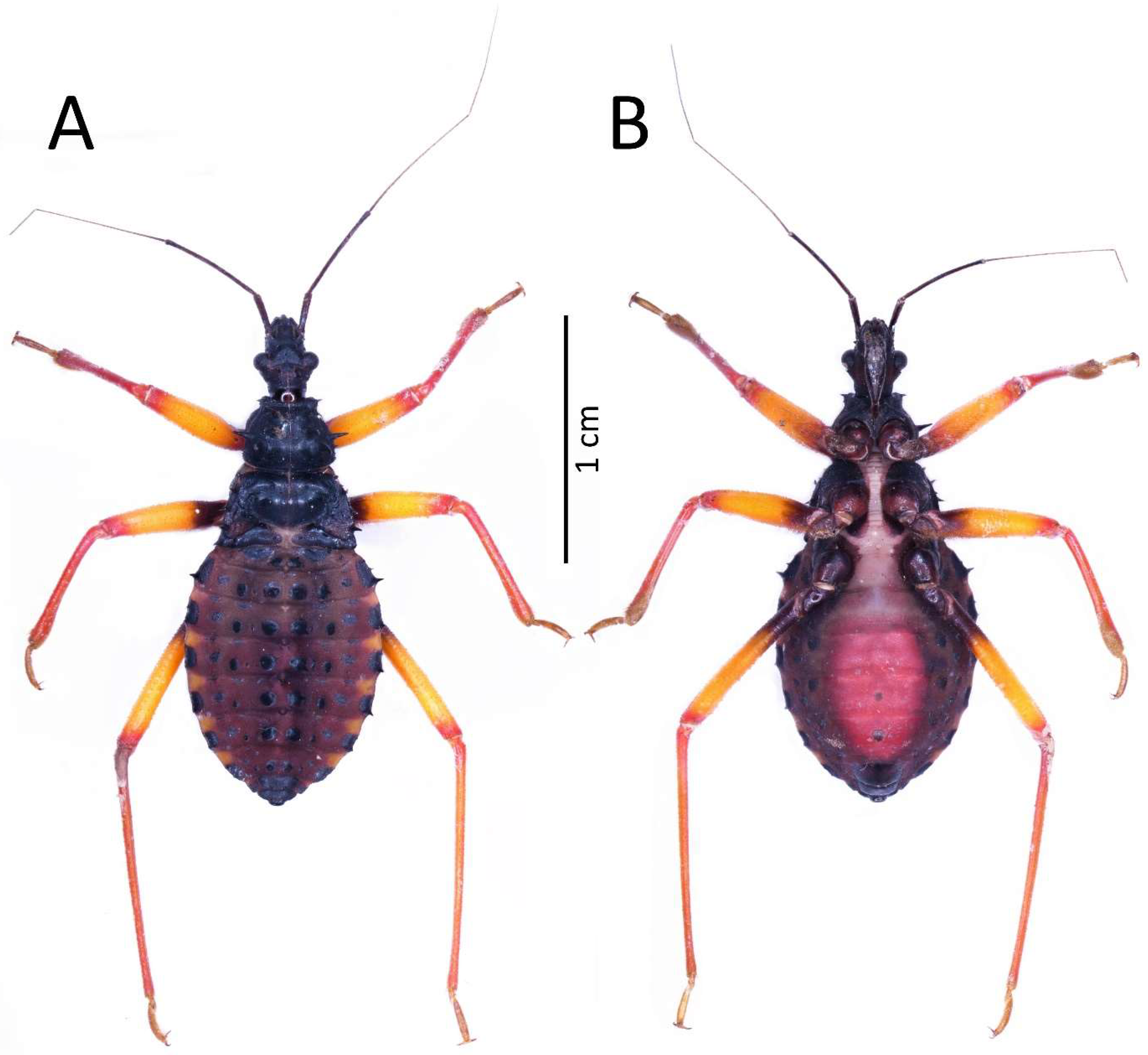 Insects 13 01014 g011 Insects 13 01014 g011