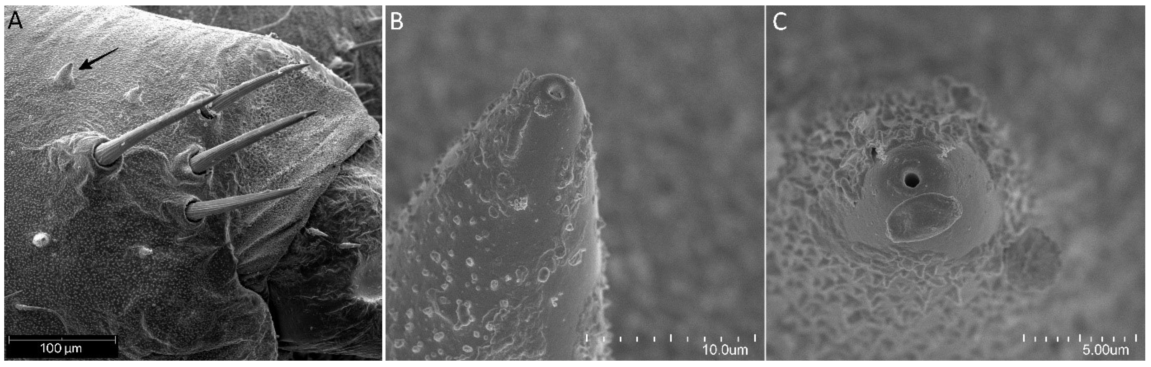 Insects 13 01014 g017 Insects 13 01014 g017