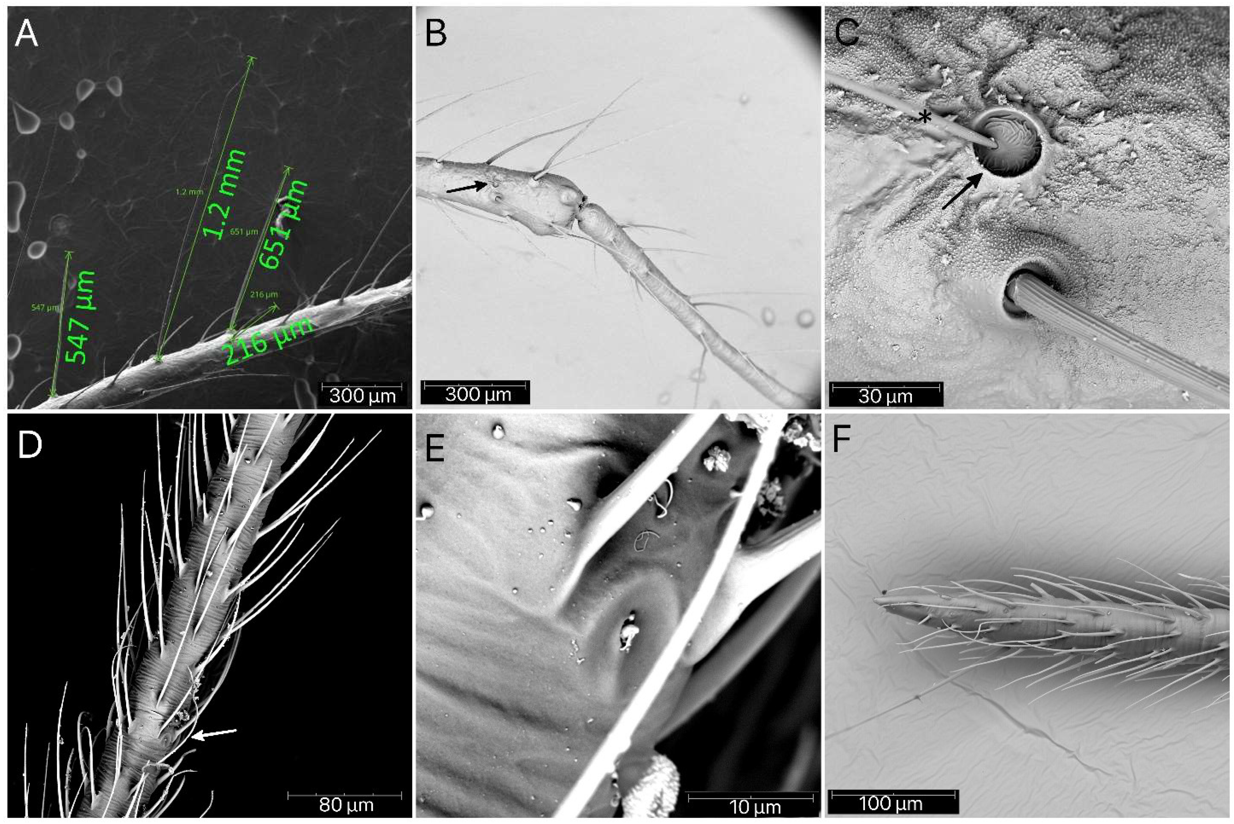 Insects 13 01014 g018 Insects 13 01014 g018