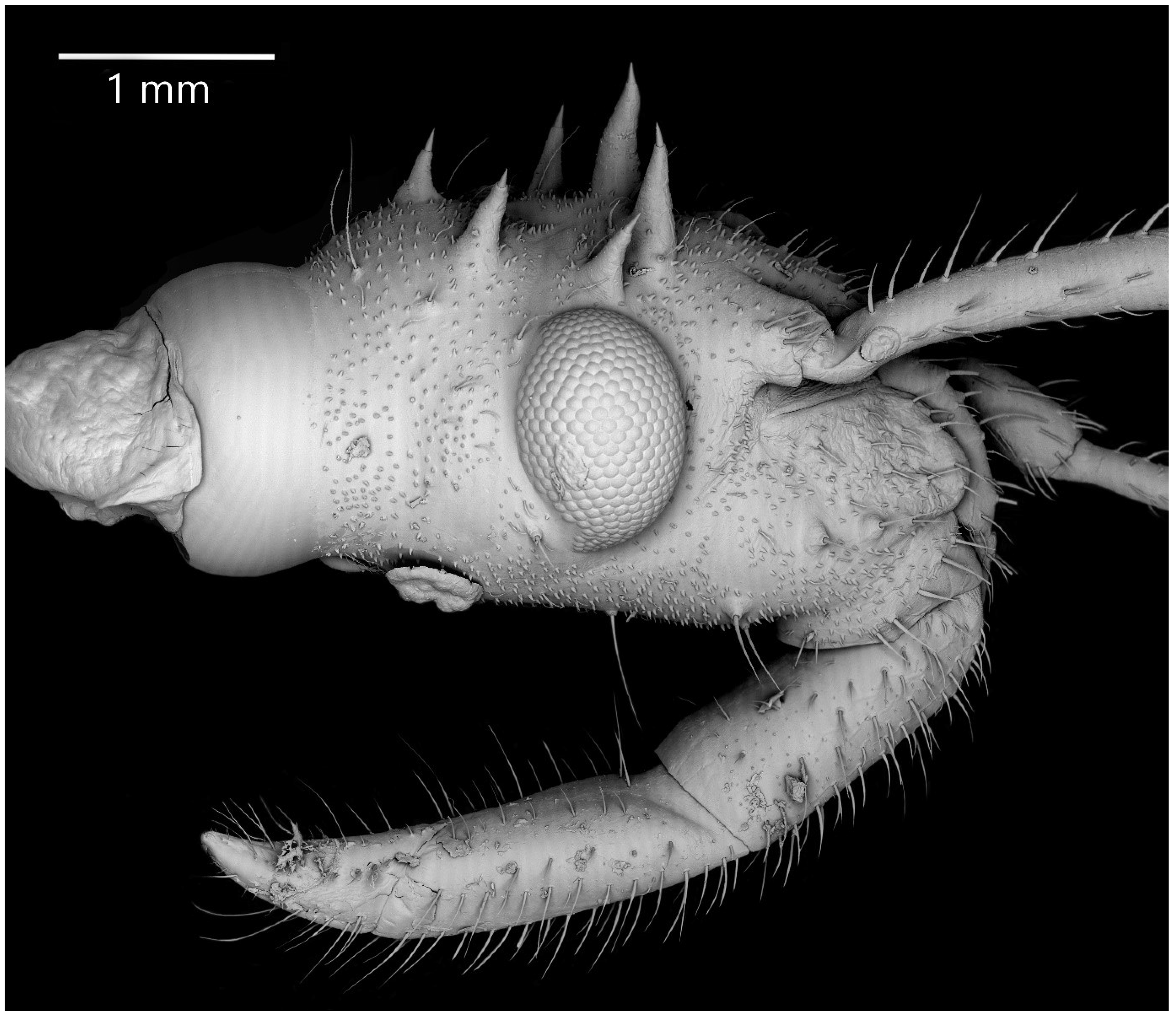 Insects 13 01014 g020 Insects 13 01014 g020