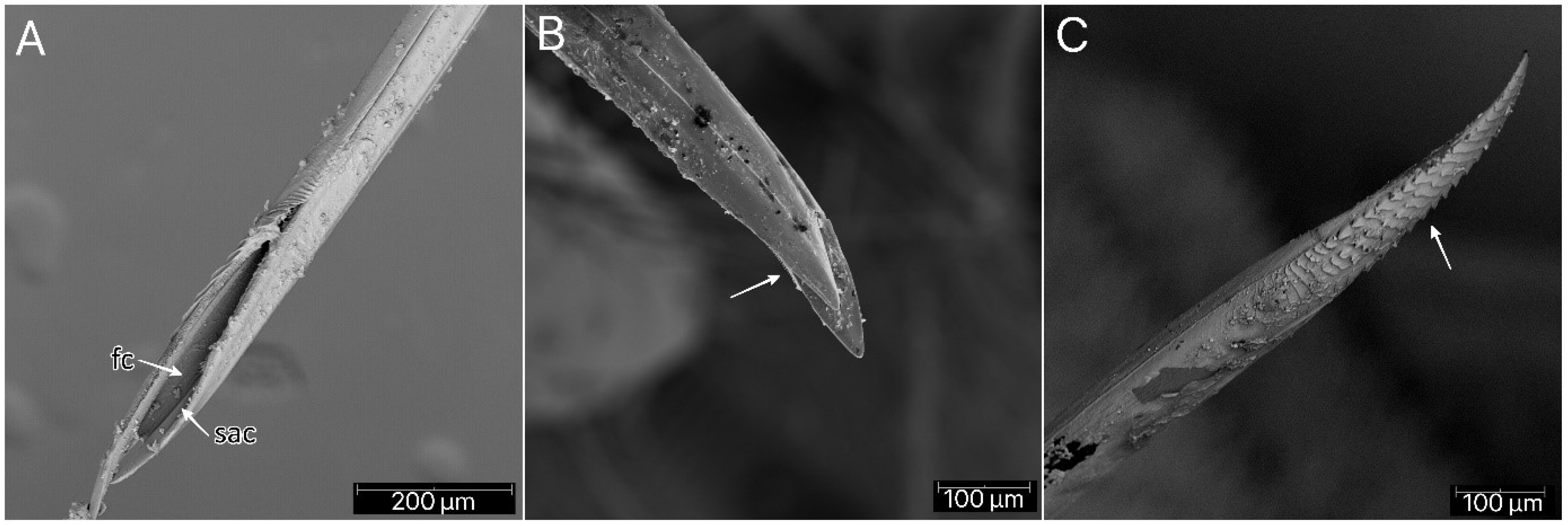 Insects 13 01014 g022 Insects 13 01014 g022