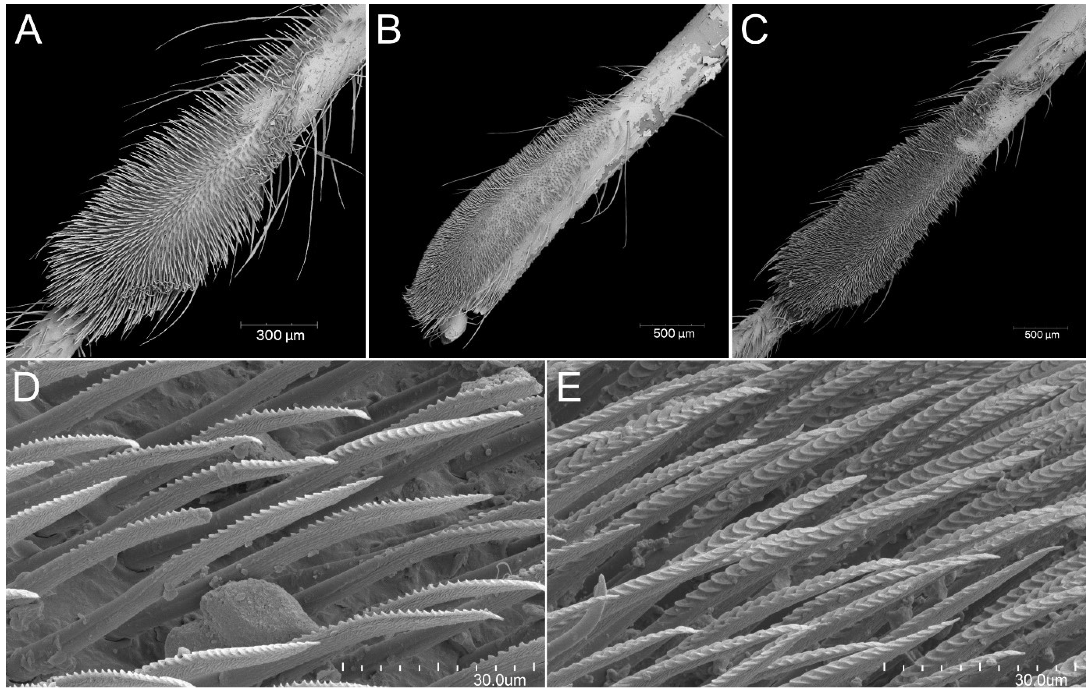 Insects 13 01014 g024 Insects 13 01014 g024