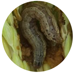 Insects 13 01020 i011 Insects 13 01020 i011