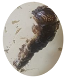 Insects 13 01020 i013 Insects 13 01020 i013