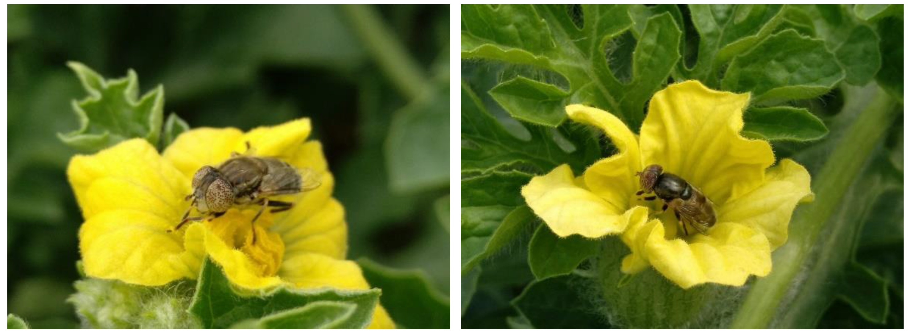 Insects 13 01021 g003 Insects 13 01021 g003