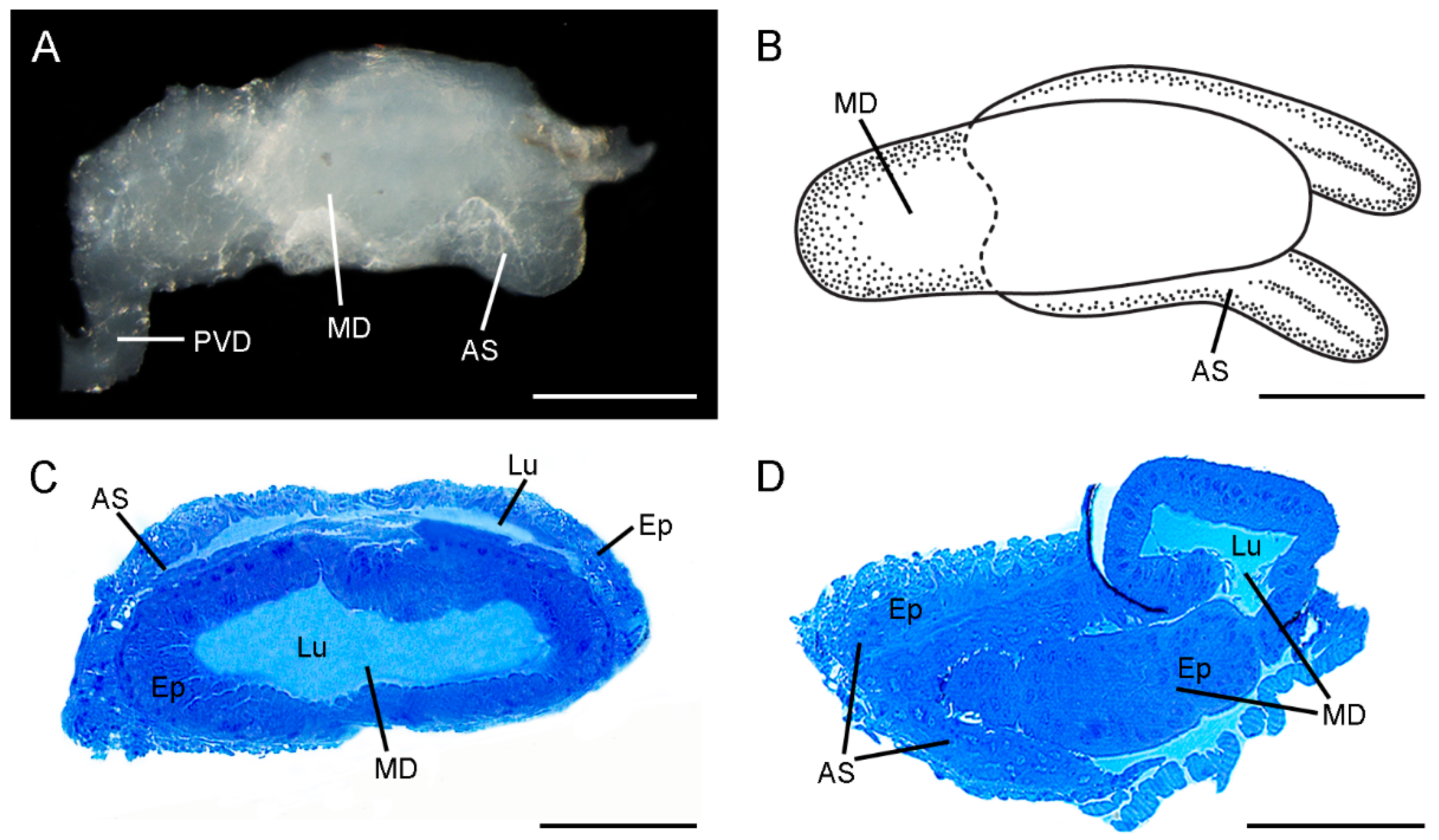 Insects | Free Full-Text | Ultrastructure of Ejaculatory Ducts of  Cerapanorpa nanwutaina and Furcatopanorpa longihypovalva (Mecoptera:  Panorpidae)