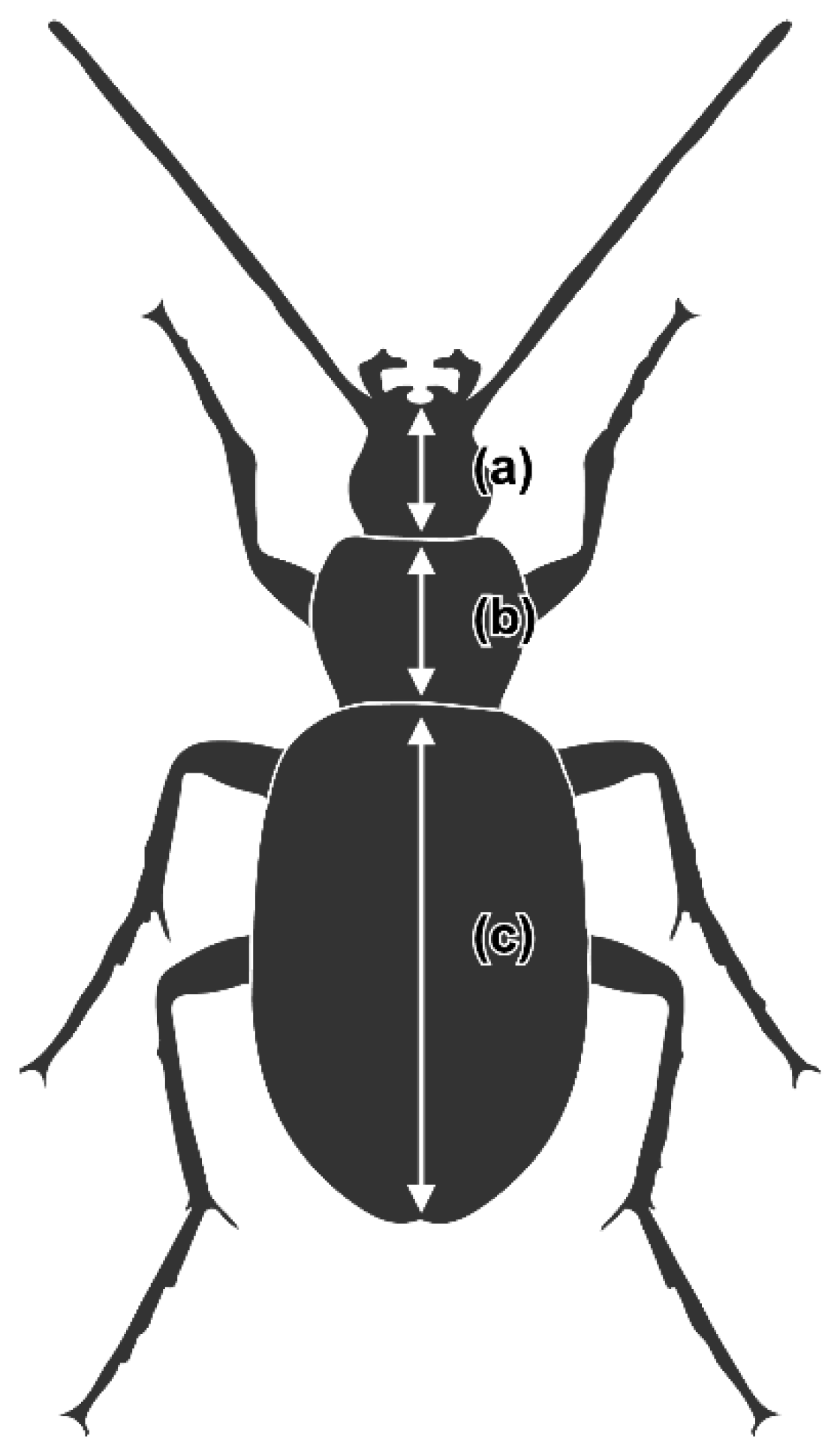 Ground Beetle Identification, Habits & Behavior