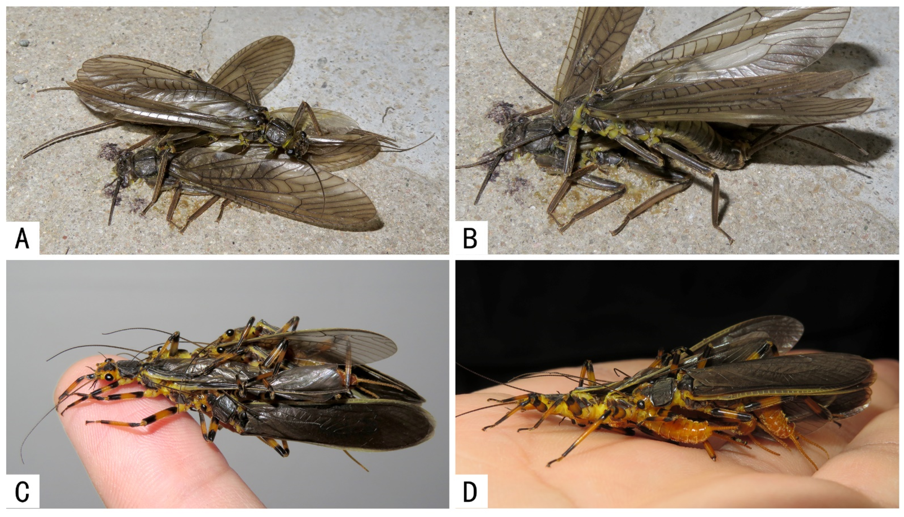 Insects | Free Full-Text | The First Study of Mating Mistakes in Stoneflies  (Plecoptera) from China, with Remarks on Their Biological Implications