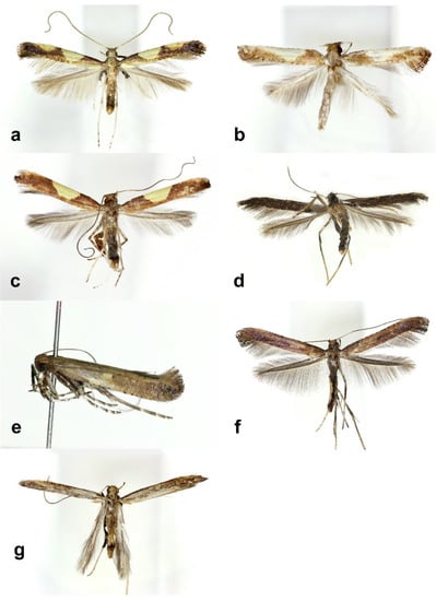 Insects | Free Full-Text | Taxonomic Review of the Genus Caloptilia ...