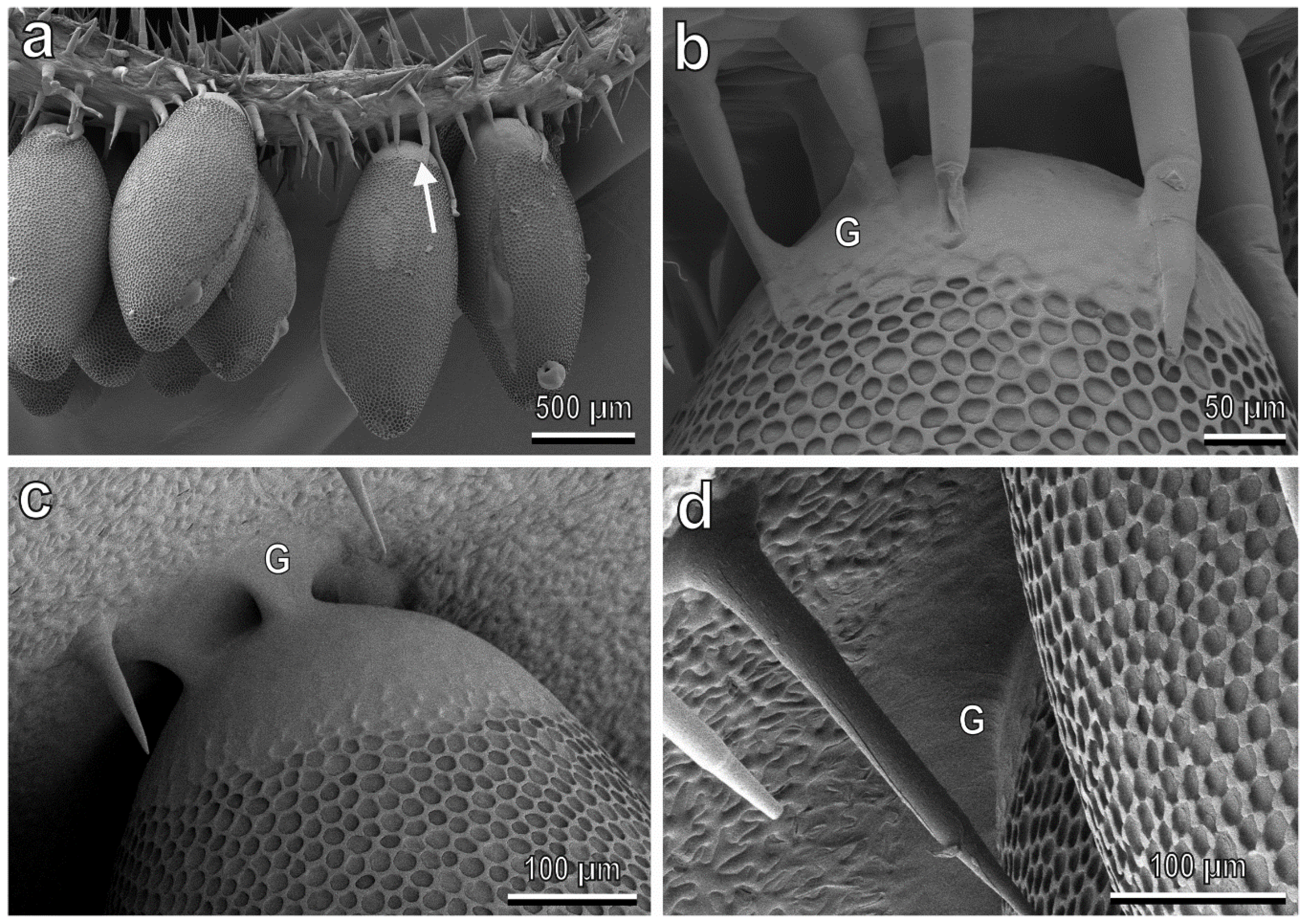 Insects | Free Full-Text | Effect of Leaf Trichomes in Different Species of  Cucurbitaceae on Attachment Ability of the Melon Ladybird Beetle Chnootriba  elaterii