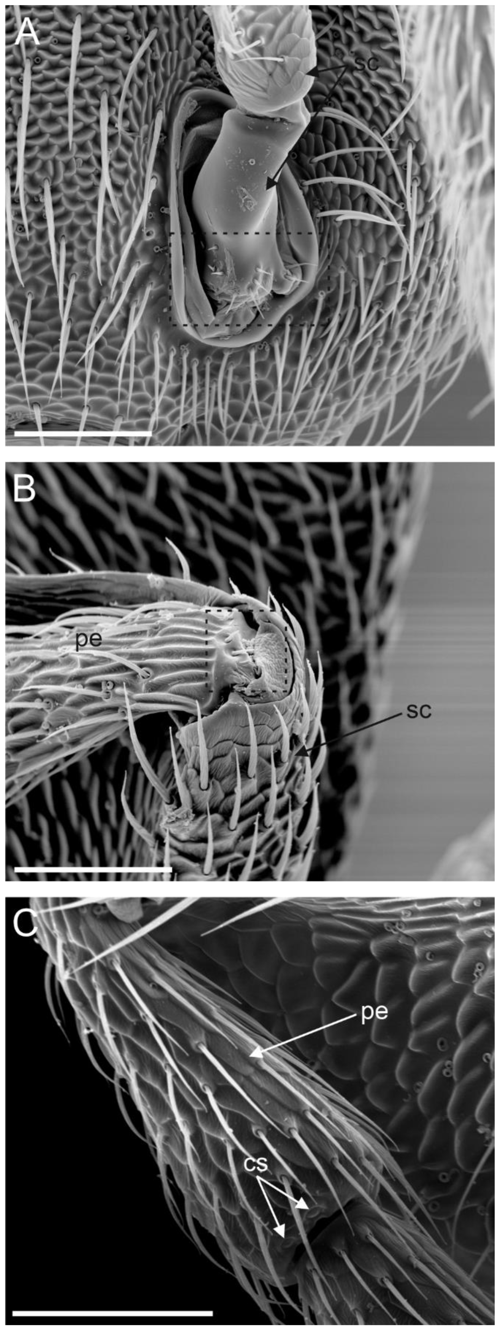 Insects 13 01138 g002 Insects 13 01138 g002