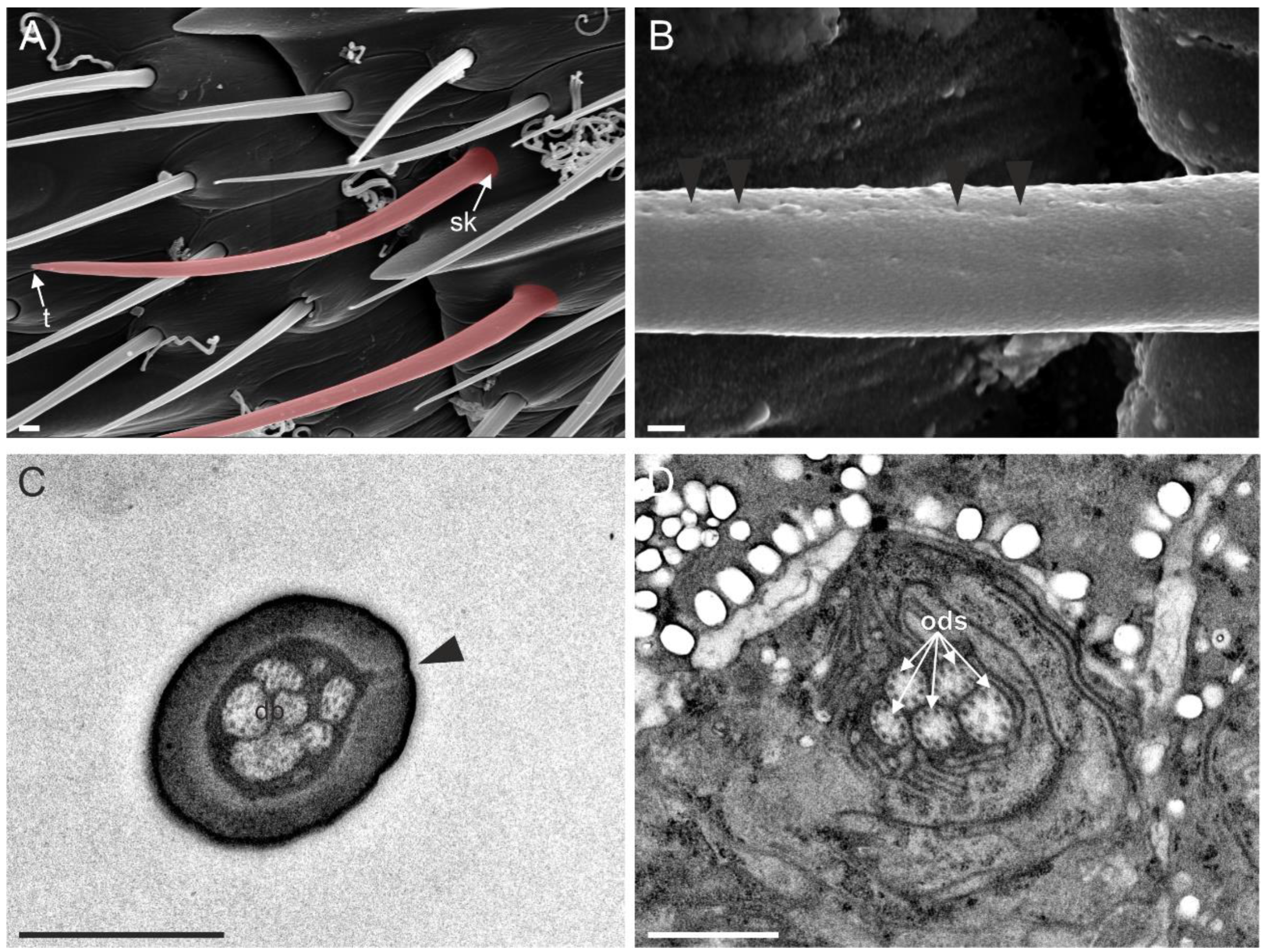 Insects 13 01138 g005 Insects 13 01138 g005