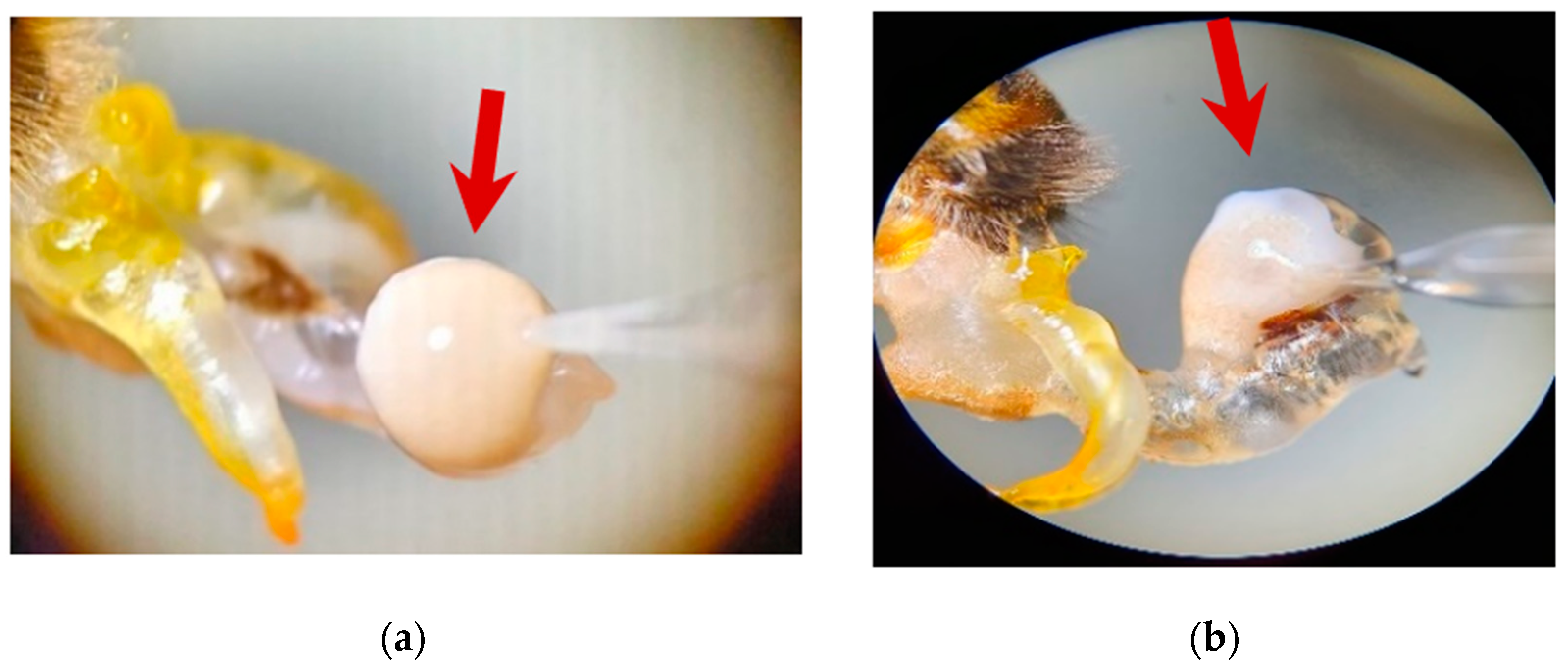 Insects 13 01141 g001 Insects 13 01141 g001